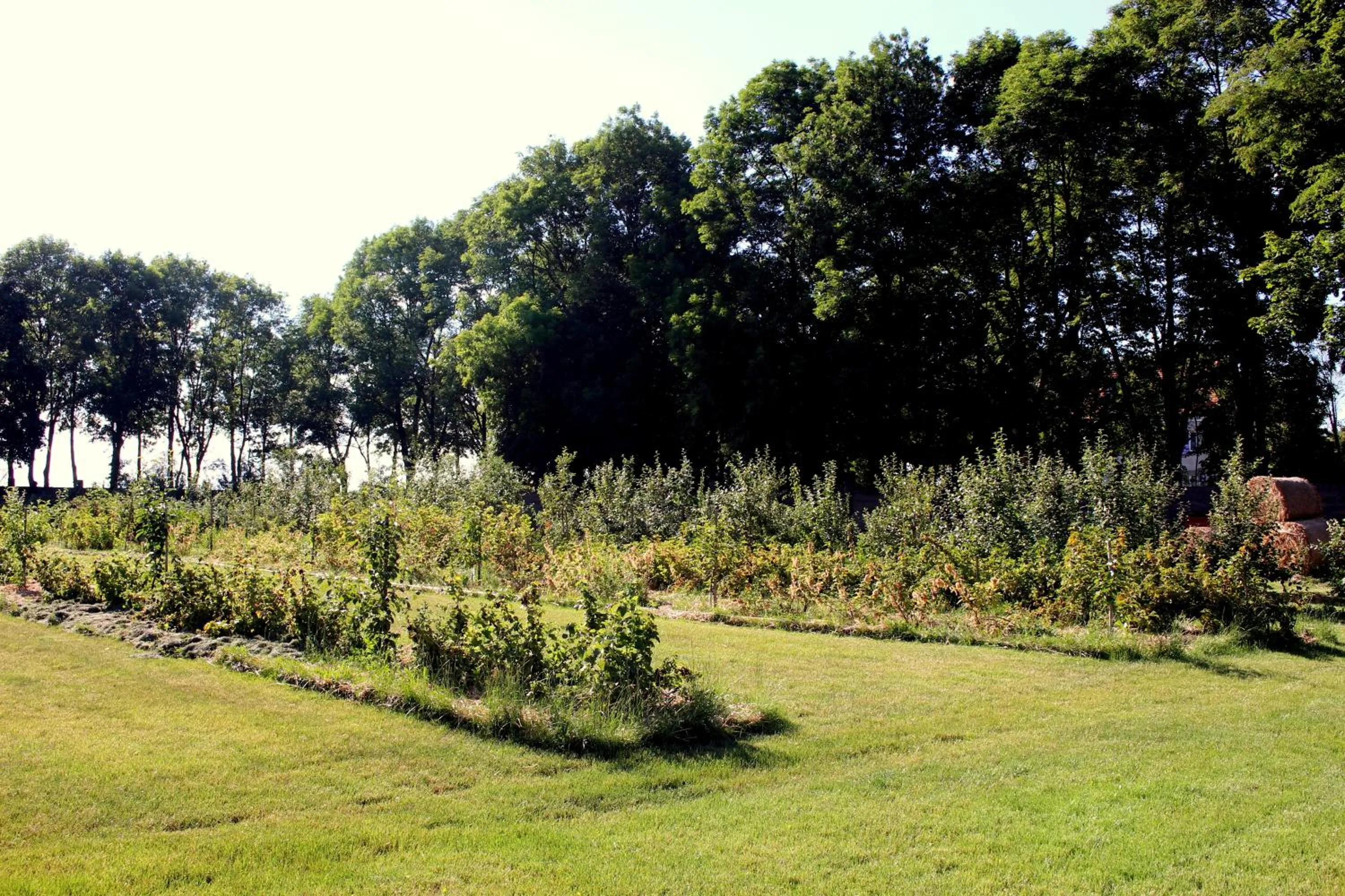 Natural landscape in Pałac Cieleśnica
