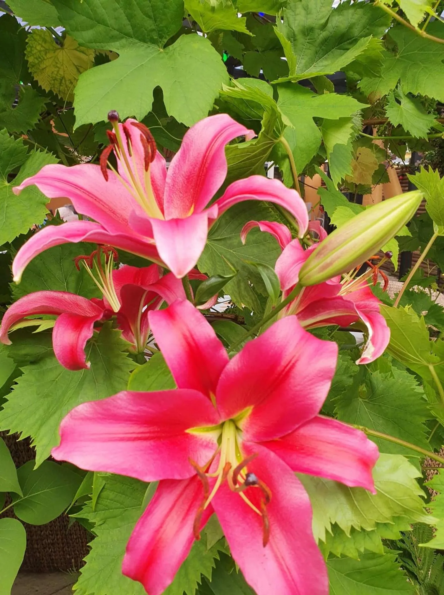 Spring in Hotel Stokkegaarden's BnB & Apartments