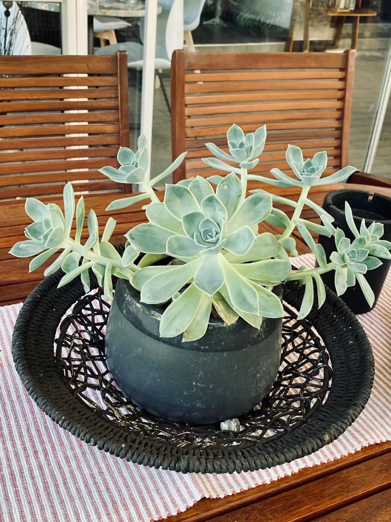 Garden in Cottonwood Guesthouse Oasis