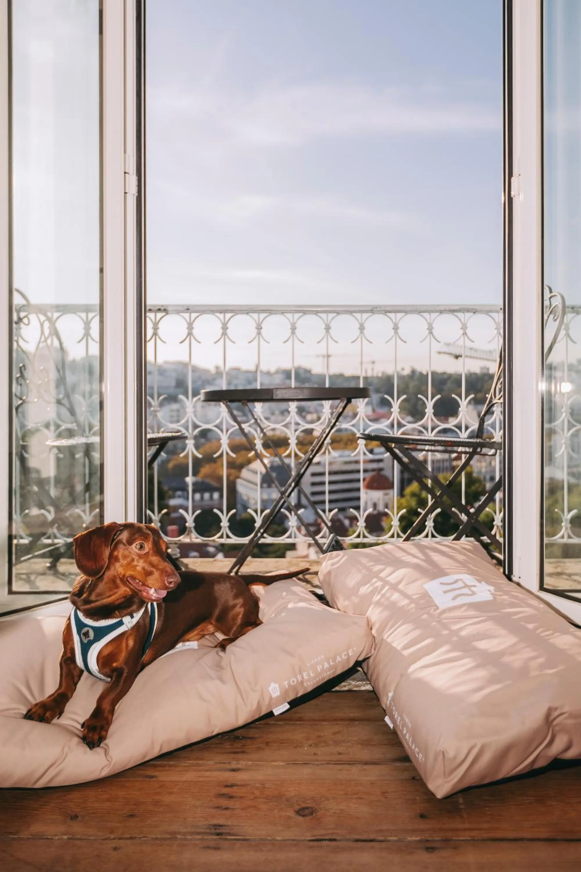 pet friendly, Bed in Torel Palace Lisbon