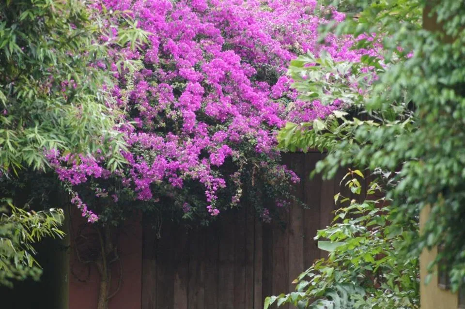 Garden in Hacienda La Isla Lodge