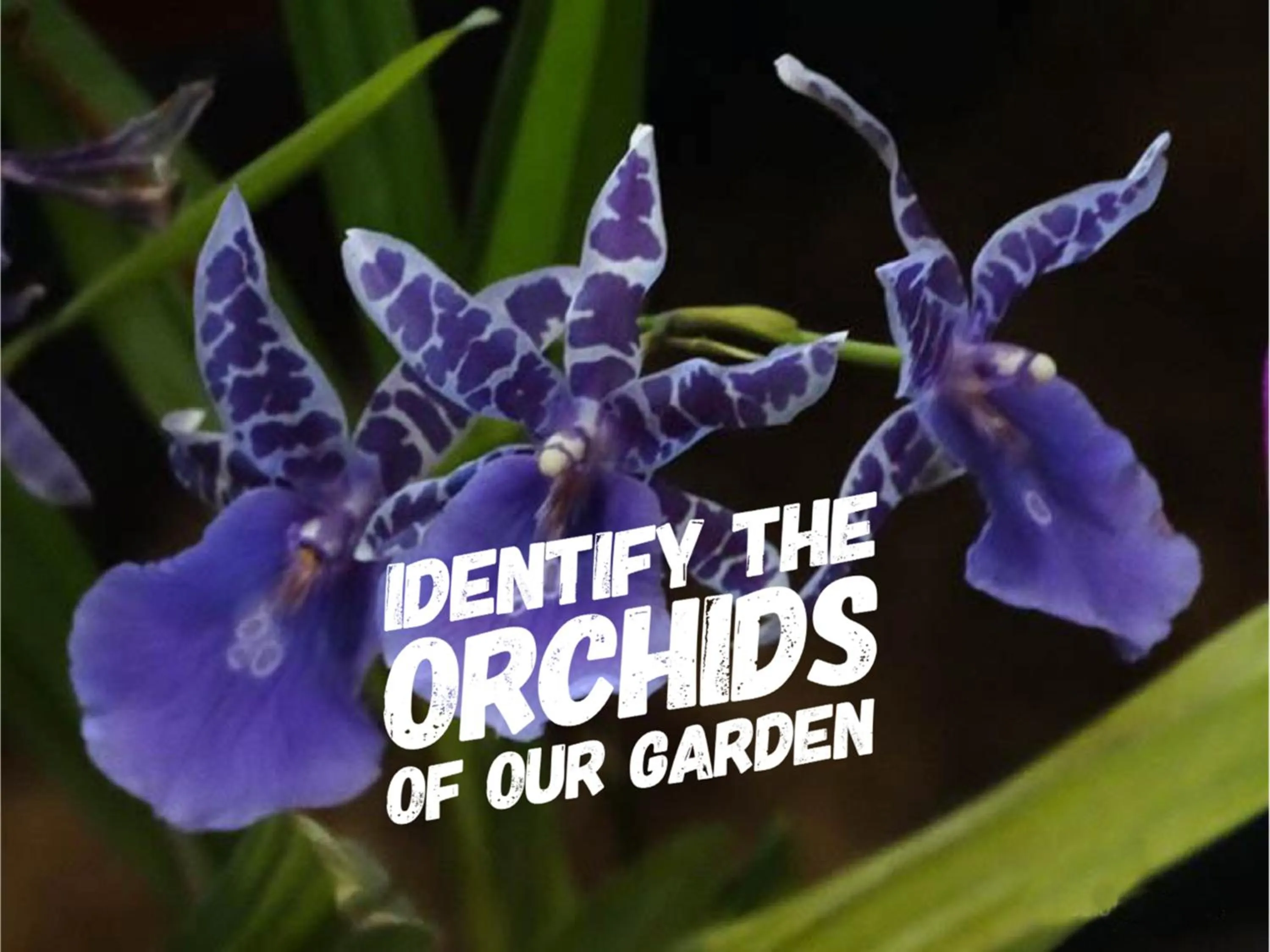 Garden in Hotel La Choza Inn