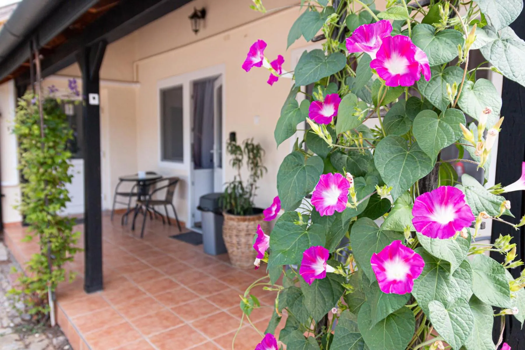 Garden in Hagyma Panzió Makó