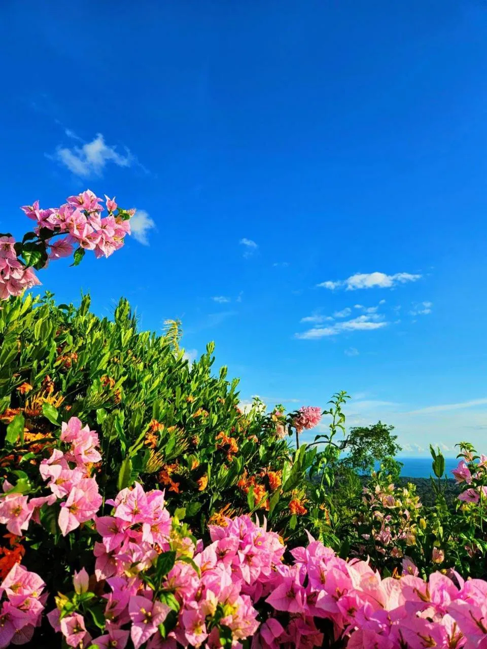 Garden in Vista Ballena