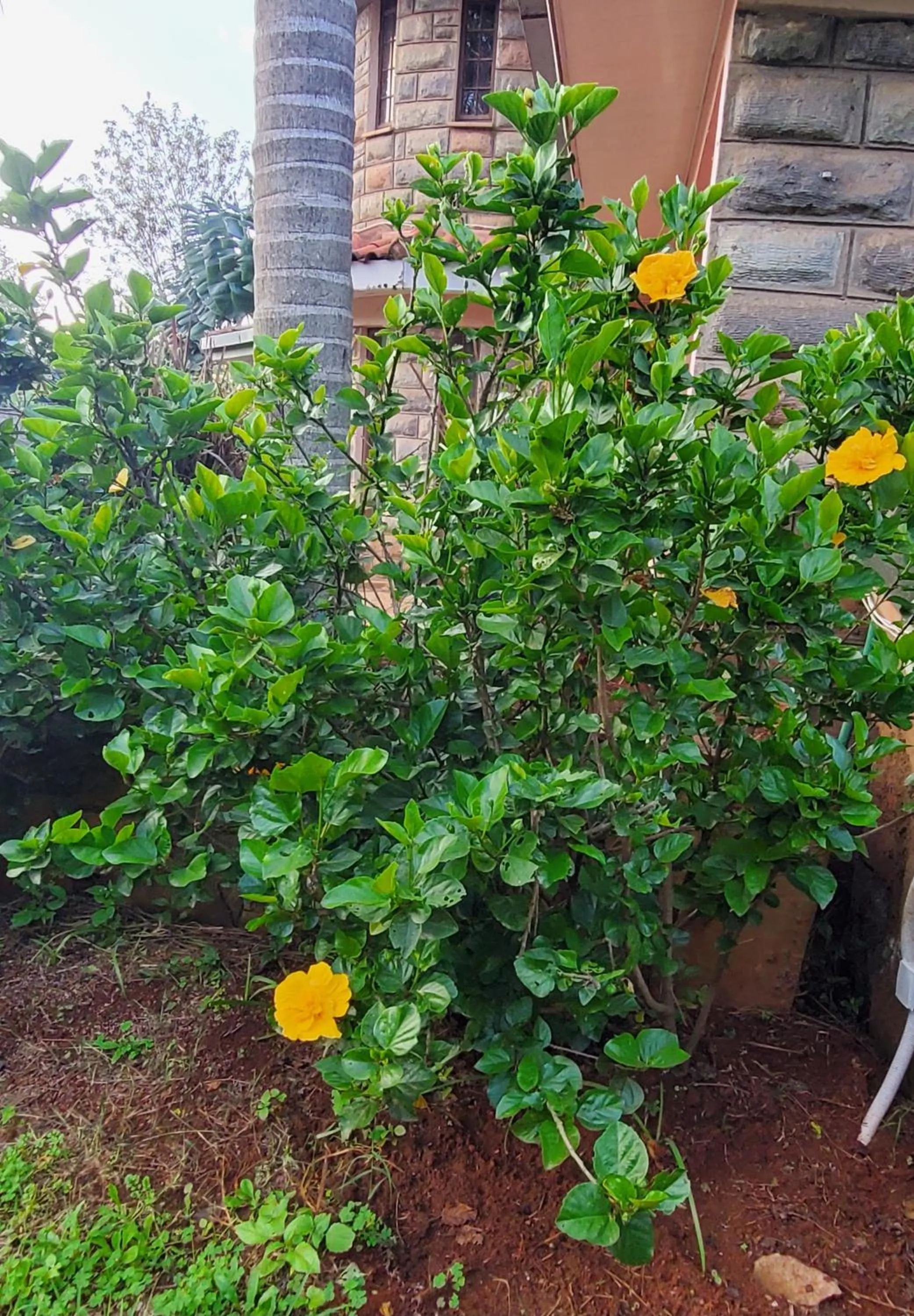 Garden view in Edaala Comfort - B&B