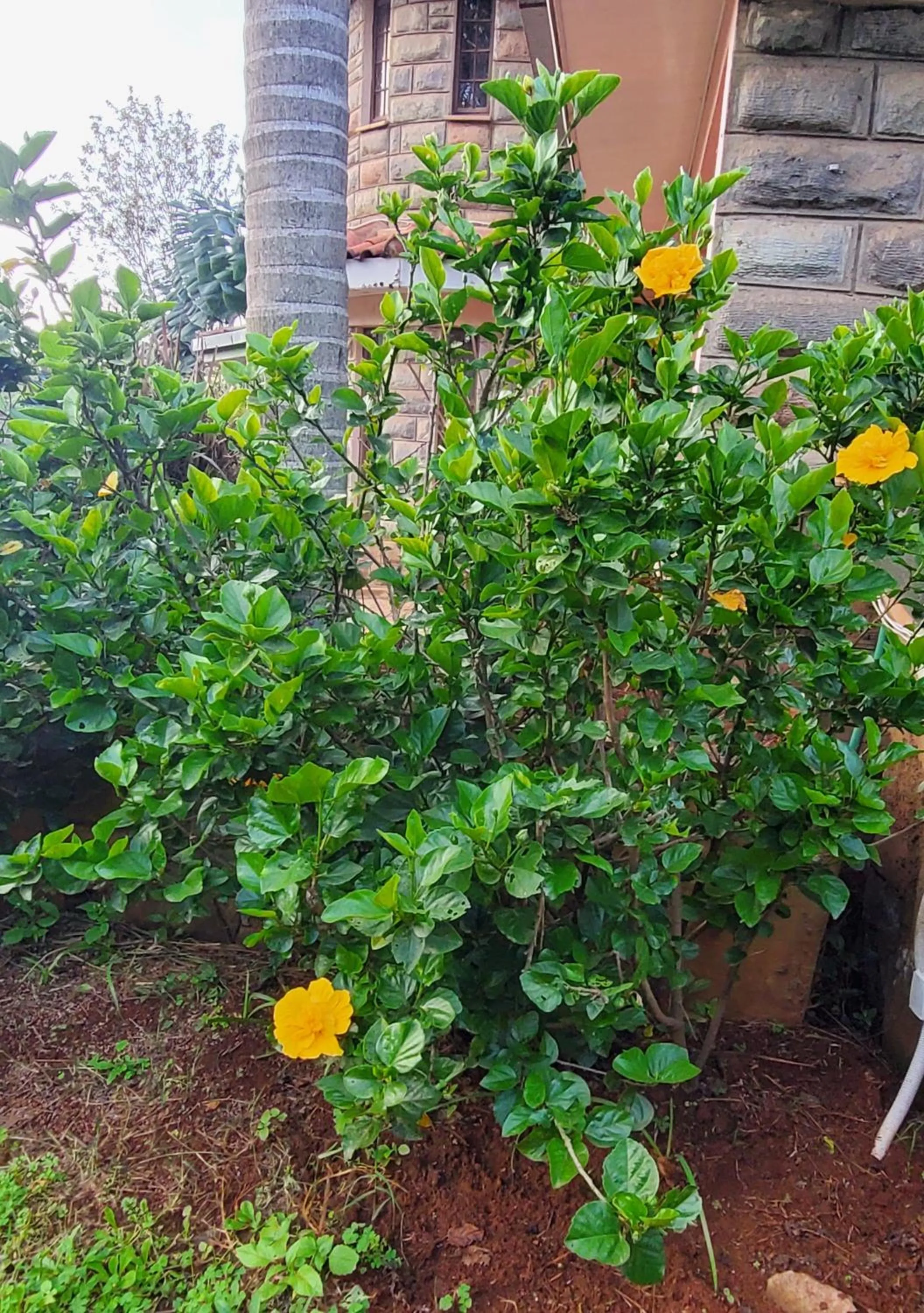 Garden view in Edaala Comfort - B&B