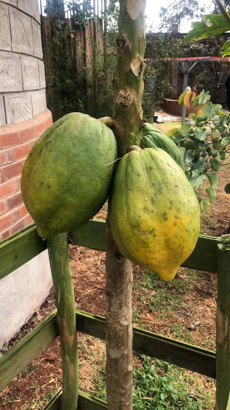 Garden in Edaala Comfort - B&B