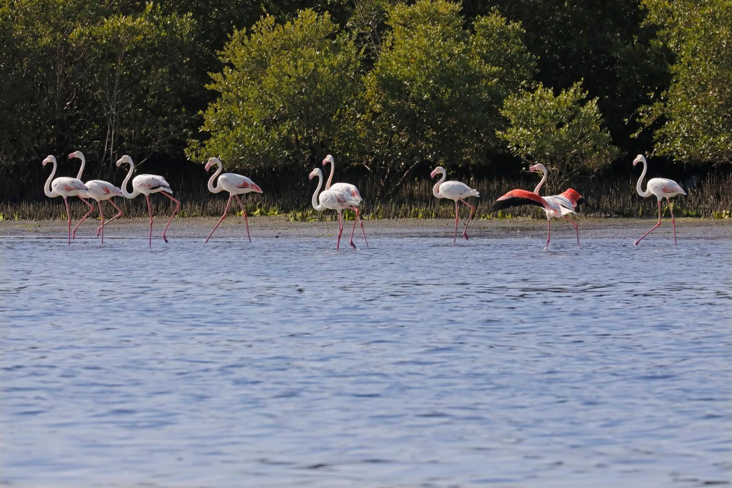 Activities in Flamingo Beach Hotel