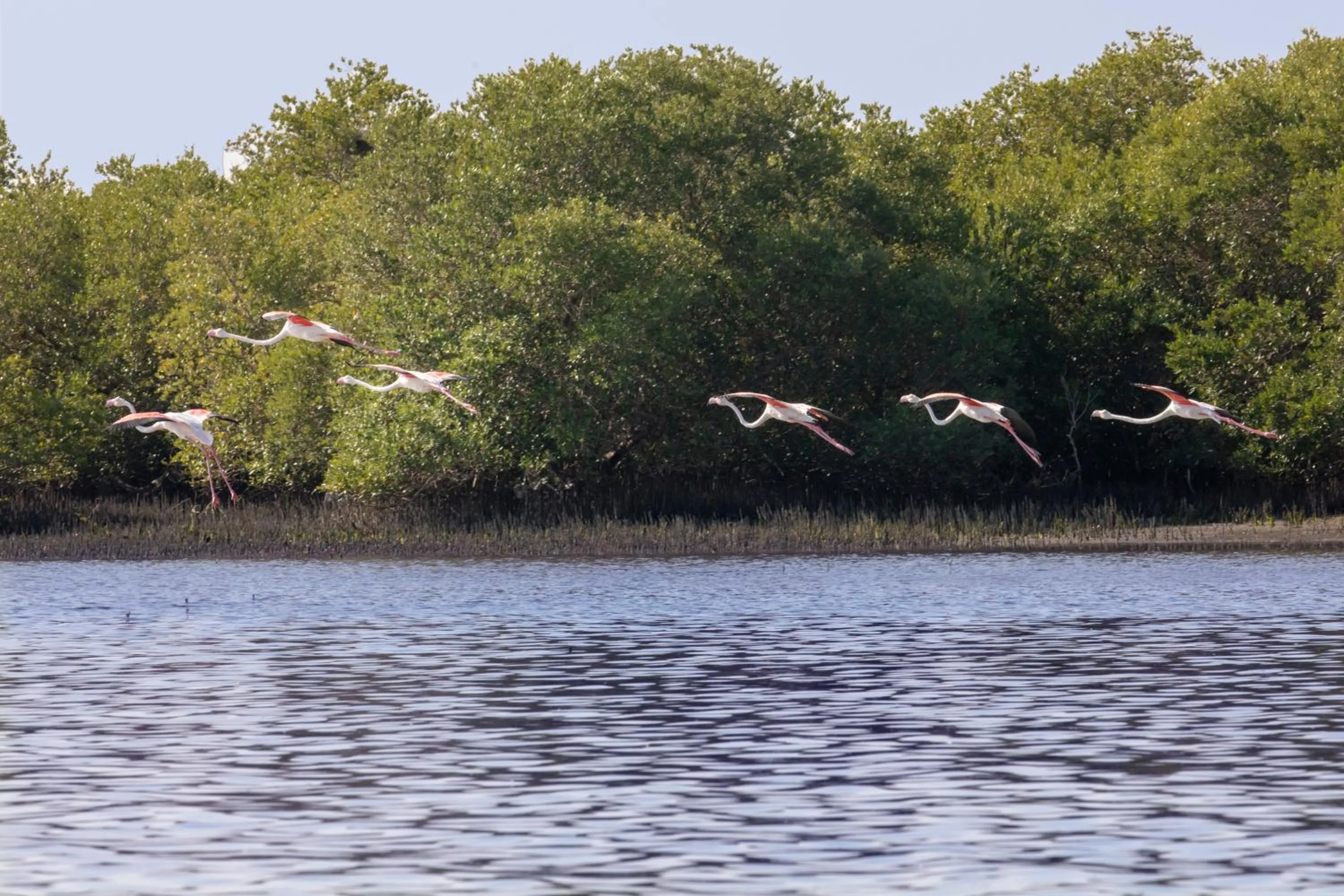 Natural landscape in Flamingo Beach Hotel