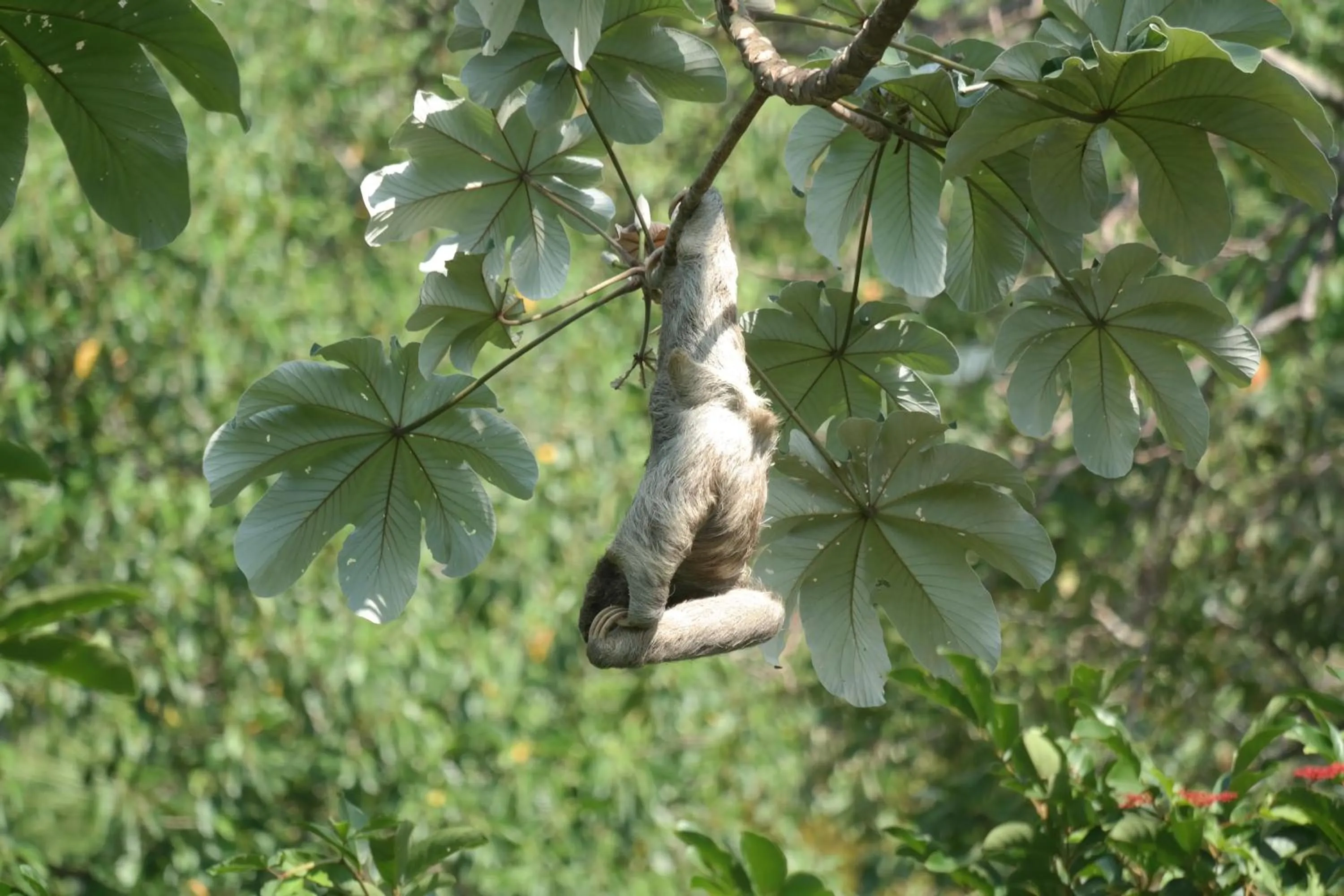 Natural landscape in Ranchos Remo Lodge