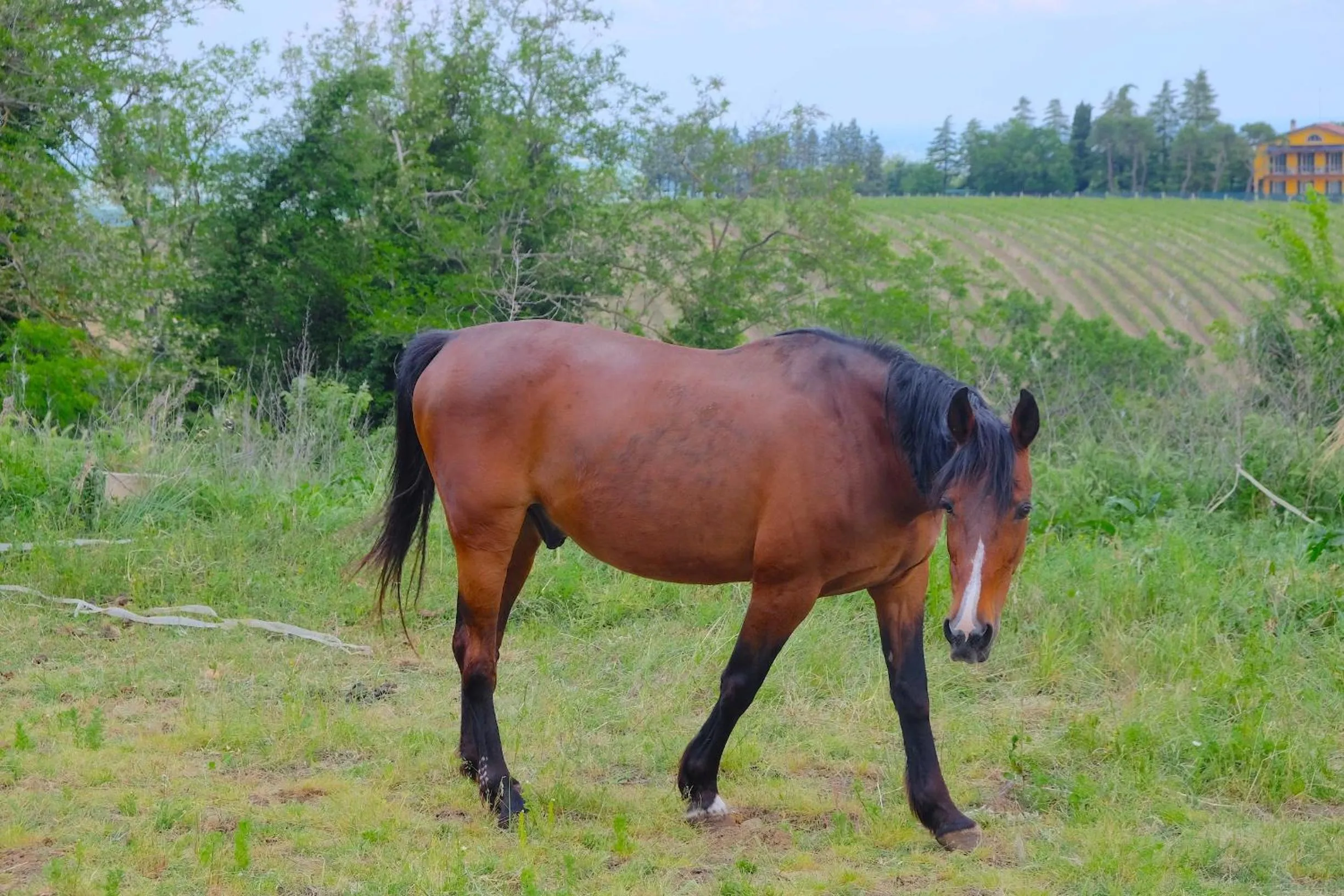 Animals in B&B Parco dei cavalli
