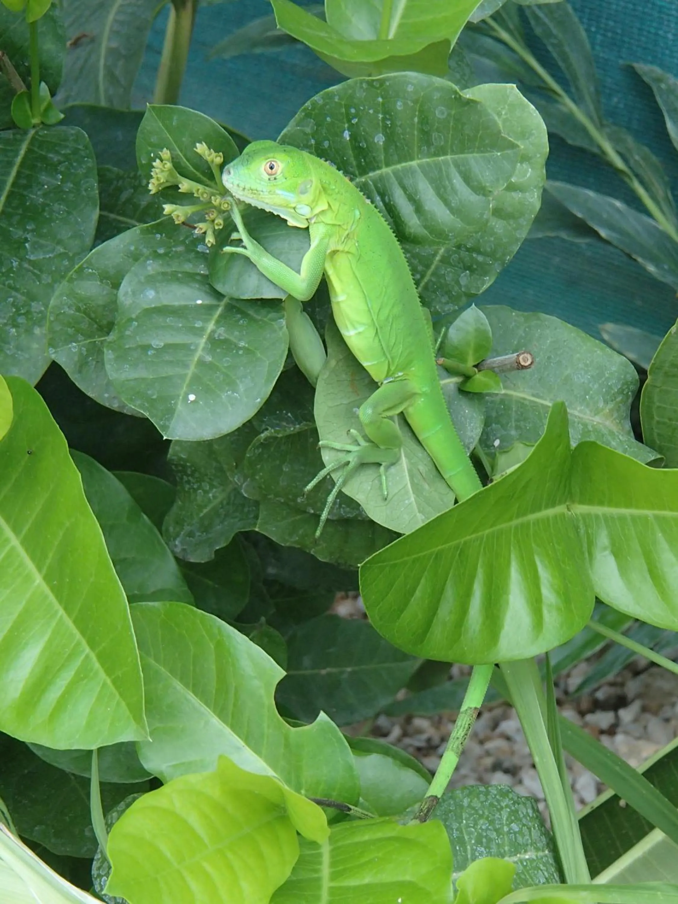 Garden in Conchal Hotel
