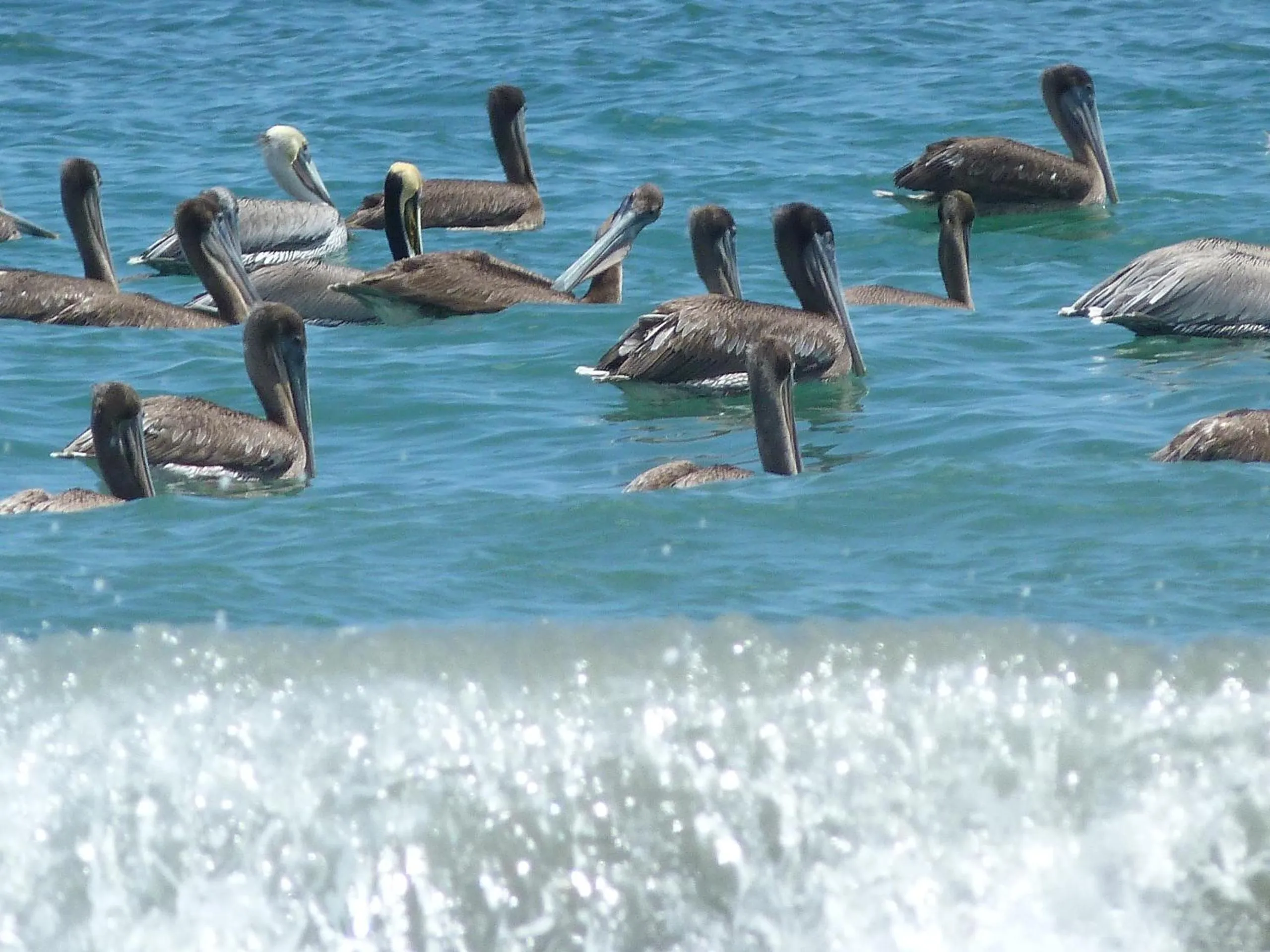 Animals in Barracuda apartments