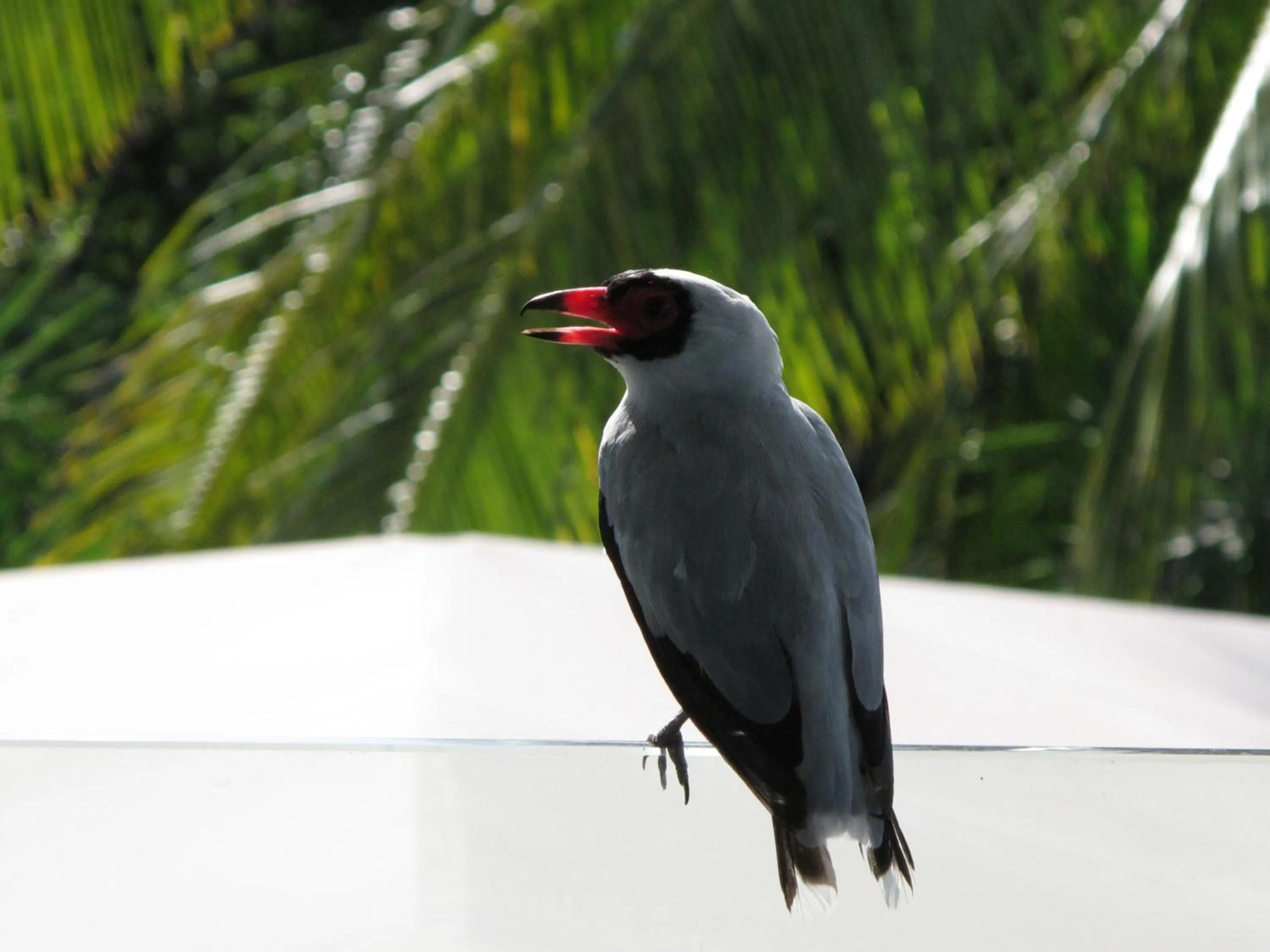 Animals in Barracuda apartments