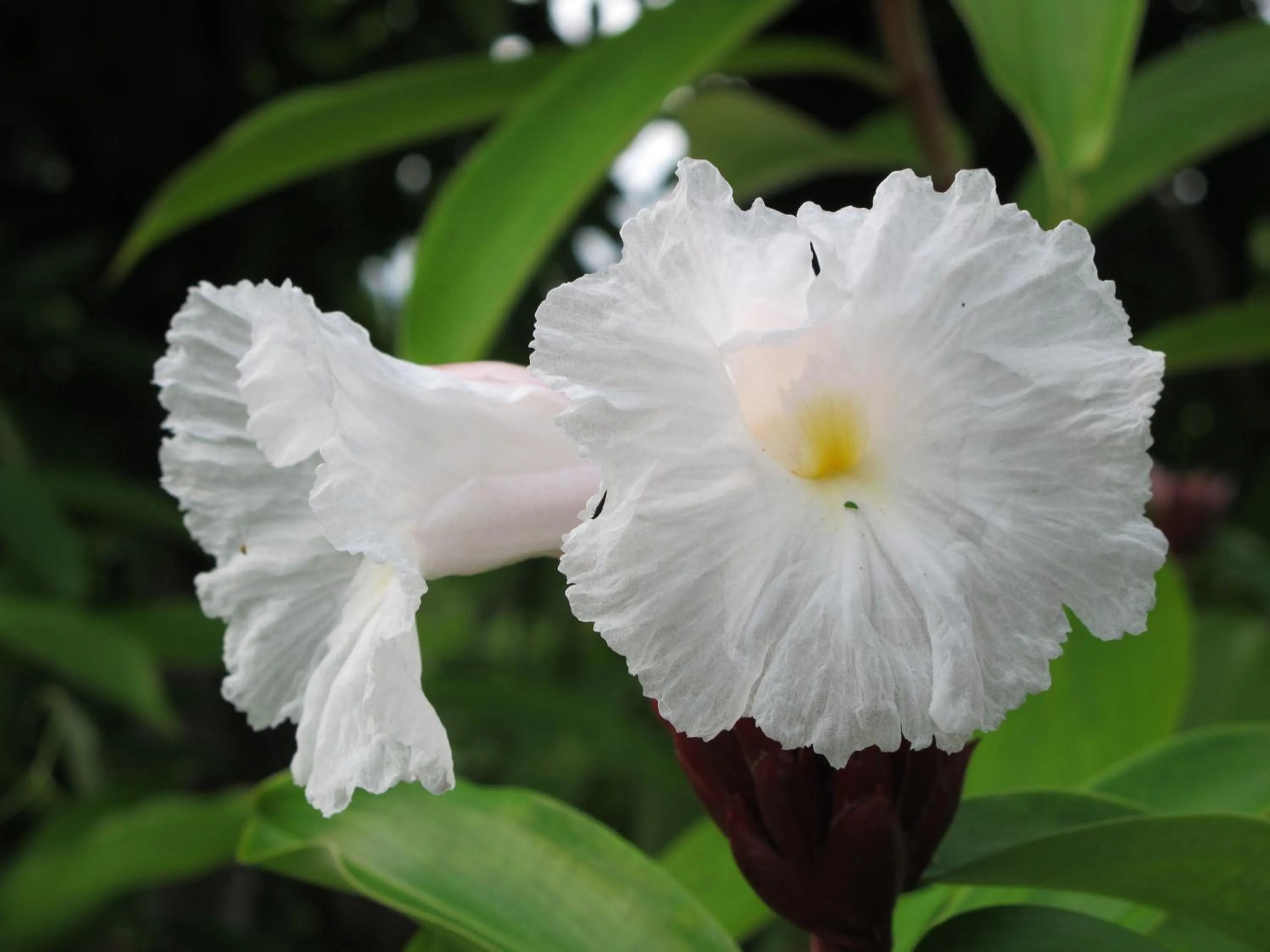 Garden in Barracuda apartments