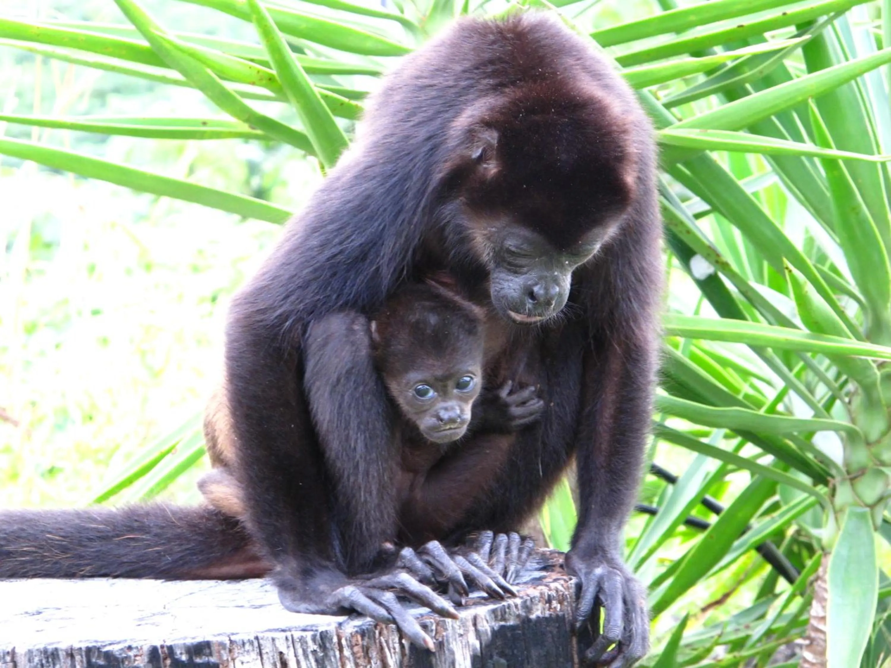 Animals in Barracuda apartments