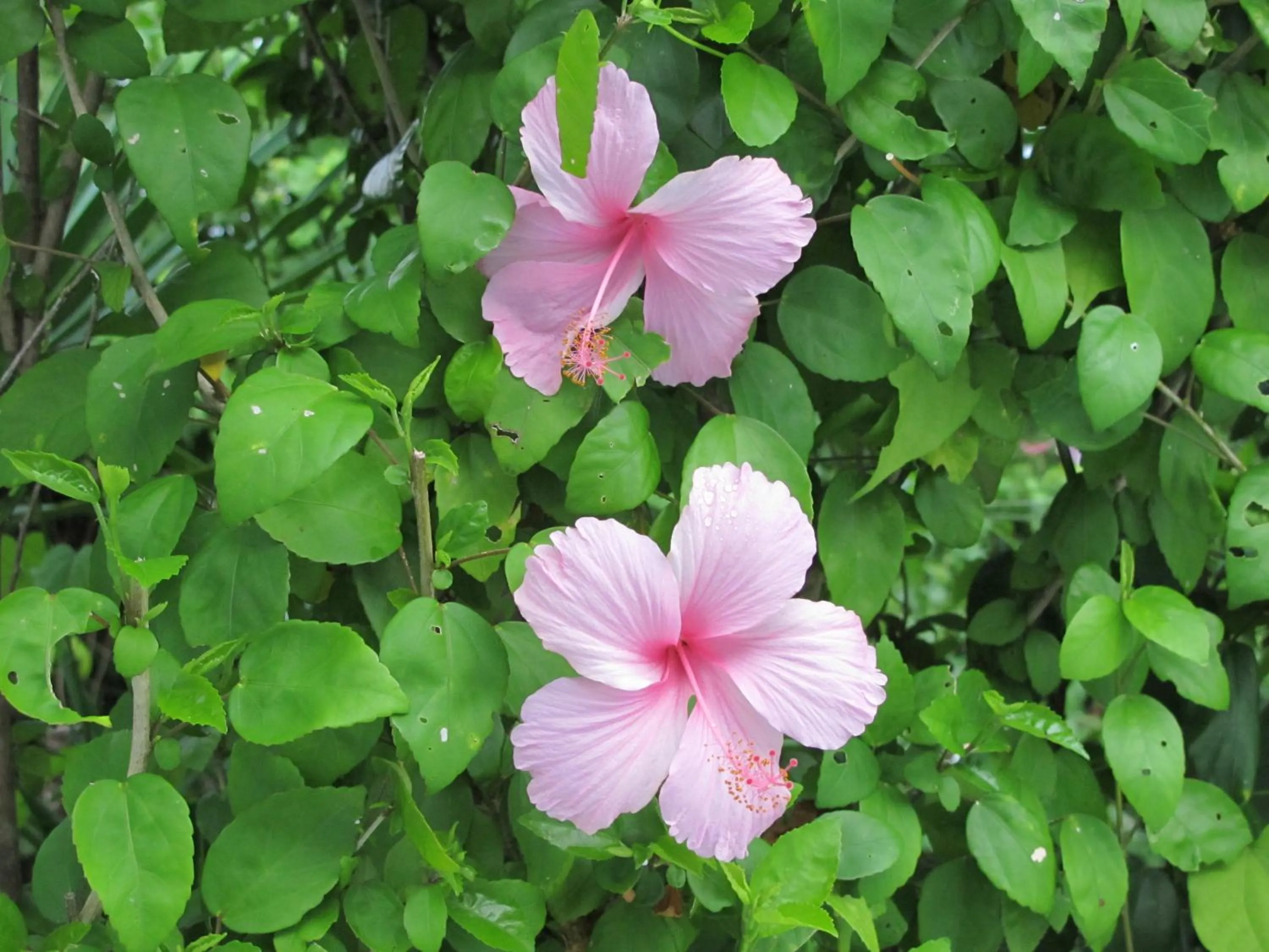 Garden in Barracuda apartments