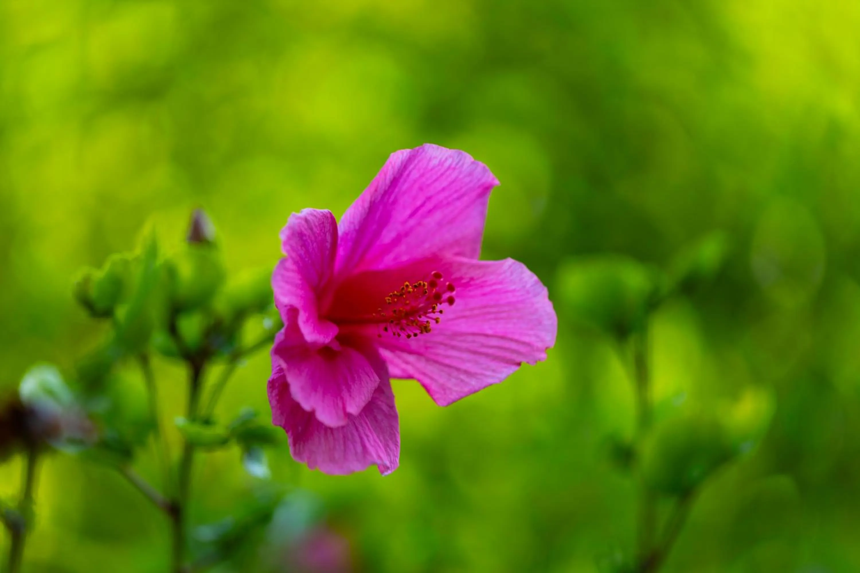 Spring in Four Seasons Resort Sharm El Sheikh Private Residential Villa & Chalet - Egypt