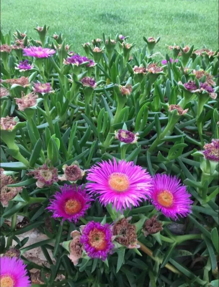 Villa Mamma Grazia Rooms