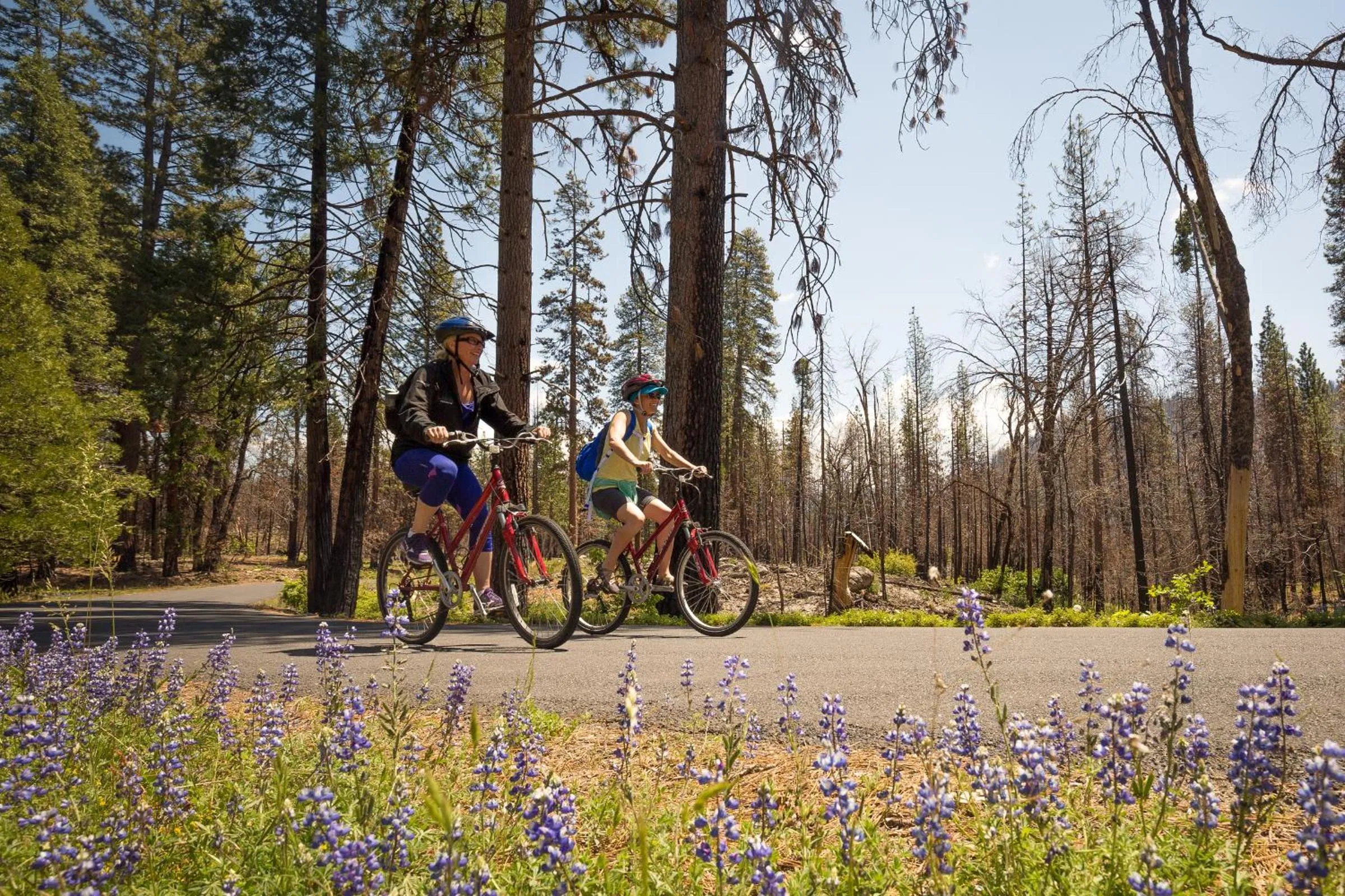 Spring in Evergreen Lodge at Yosemite