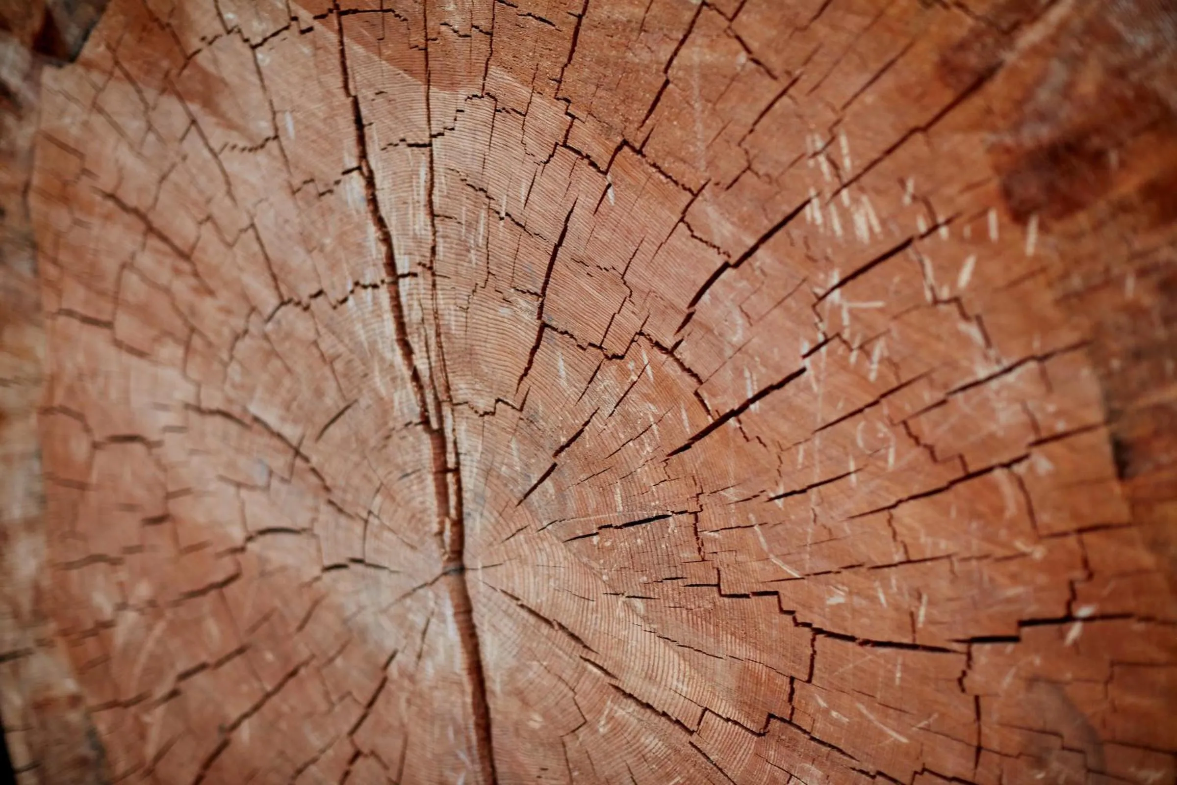 Natural landscape in Evergreen Lodge at Yosemite