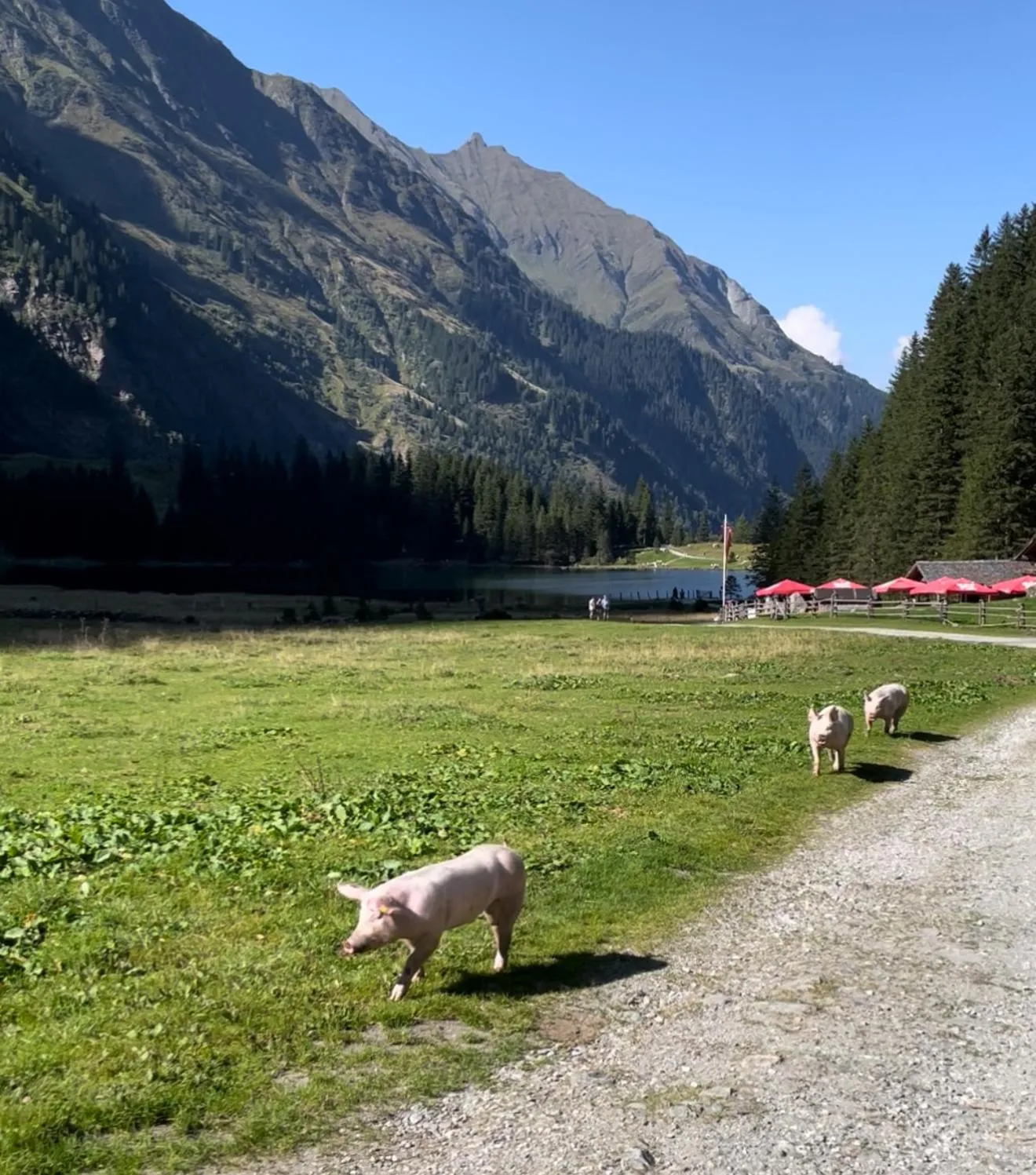 Hotel in the HEART of the Alps