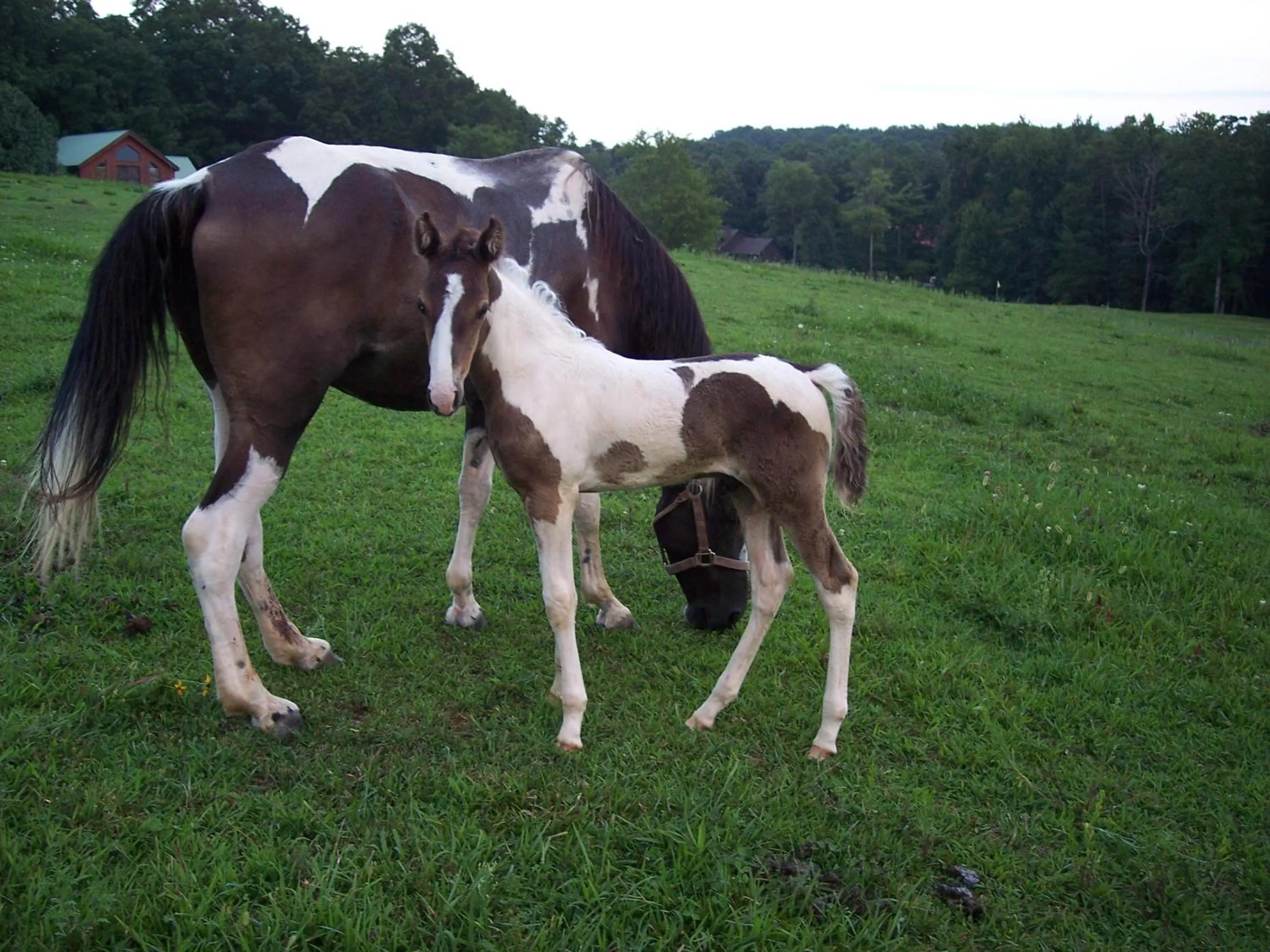 Animals in Grandview Experience Lodge
