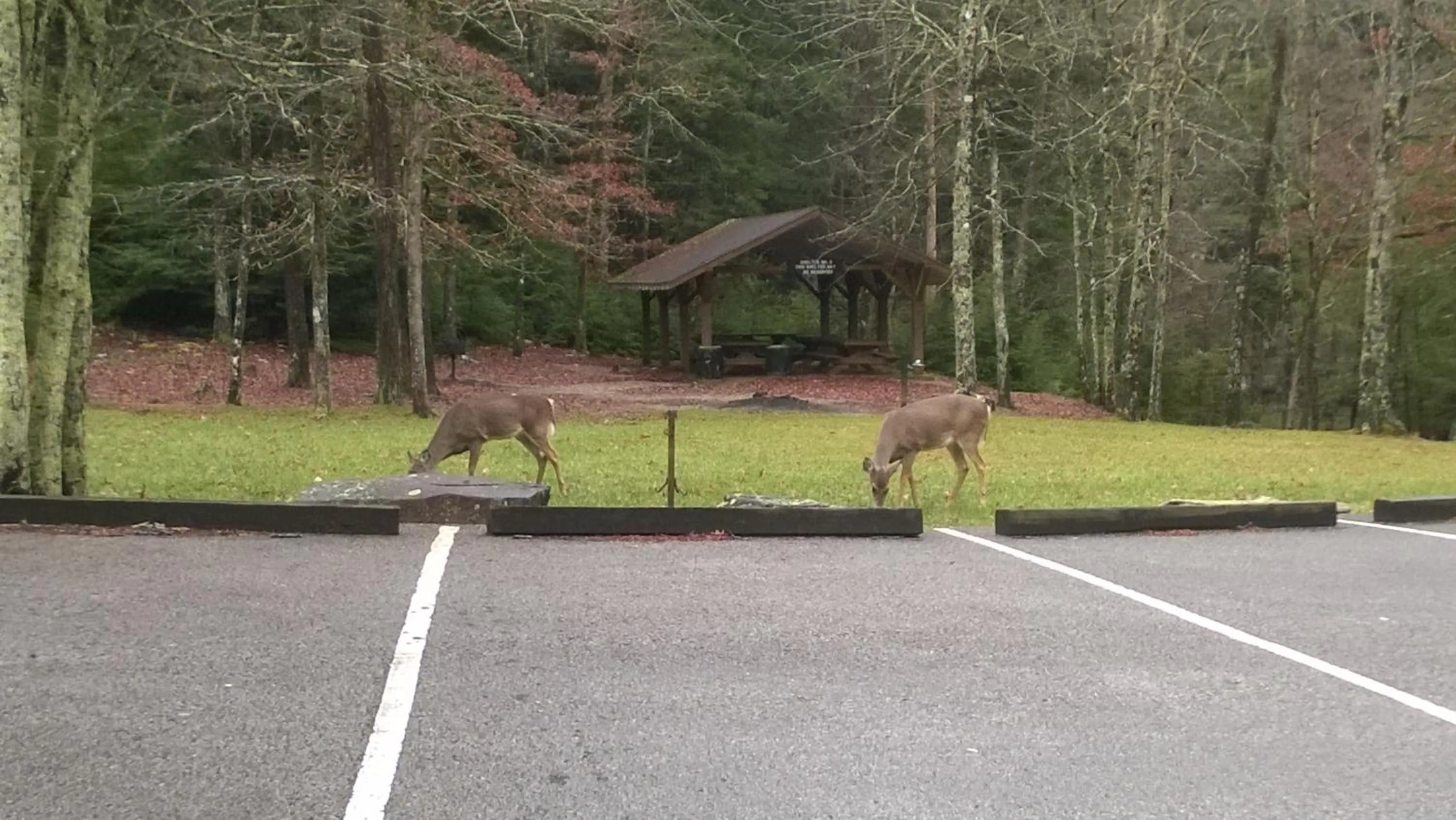 Animals in Grandview Experience Lodge