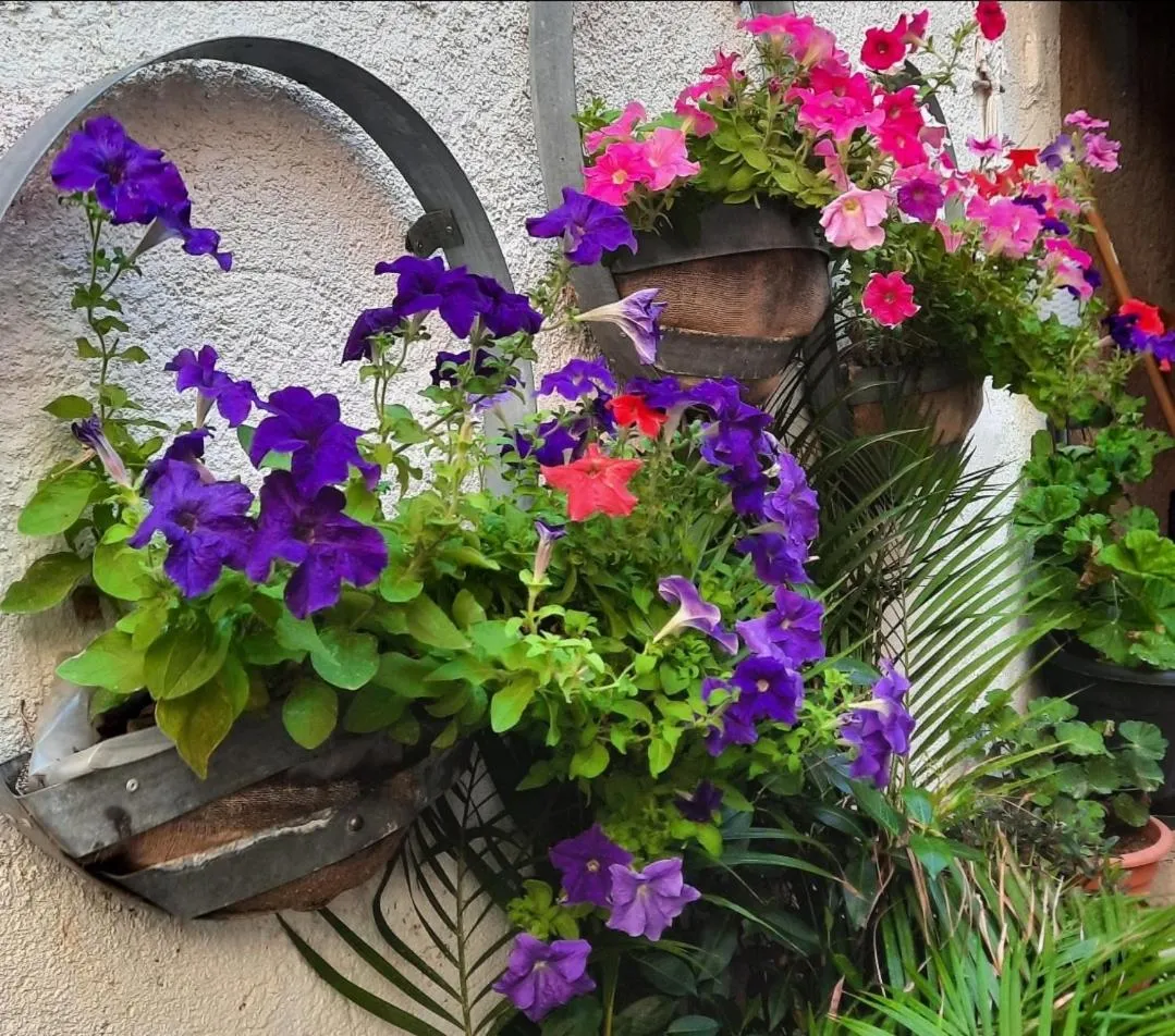 Maison du Coquelicot