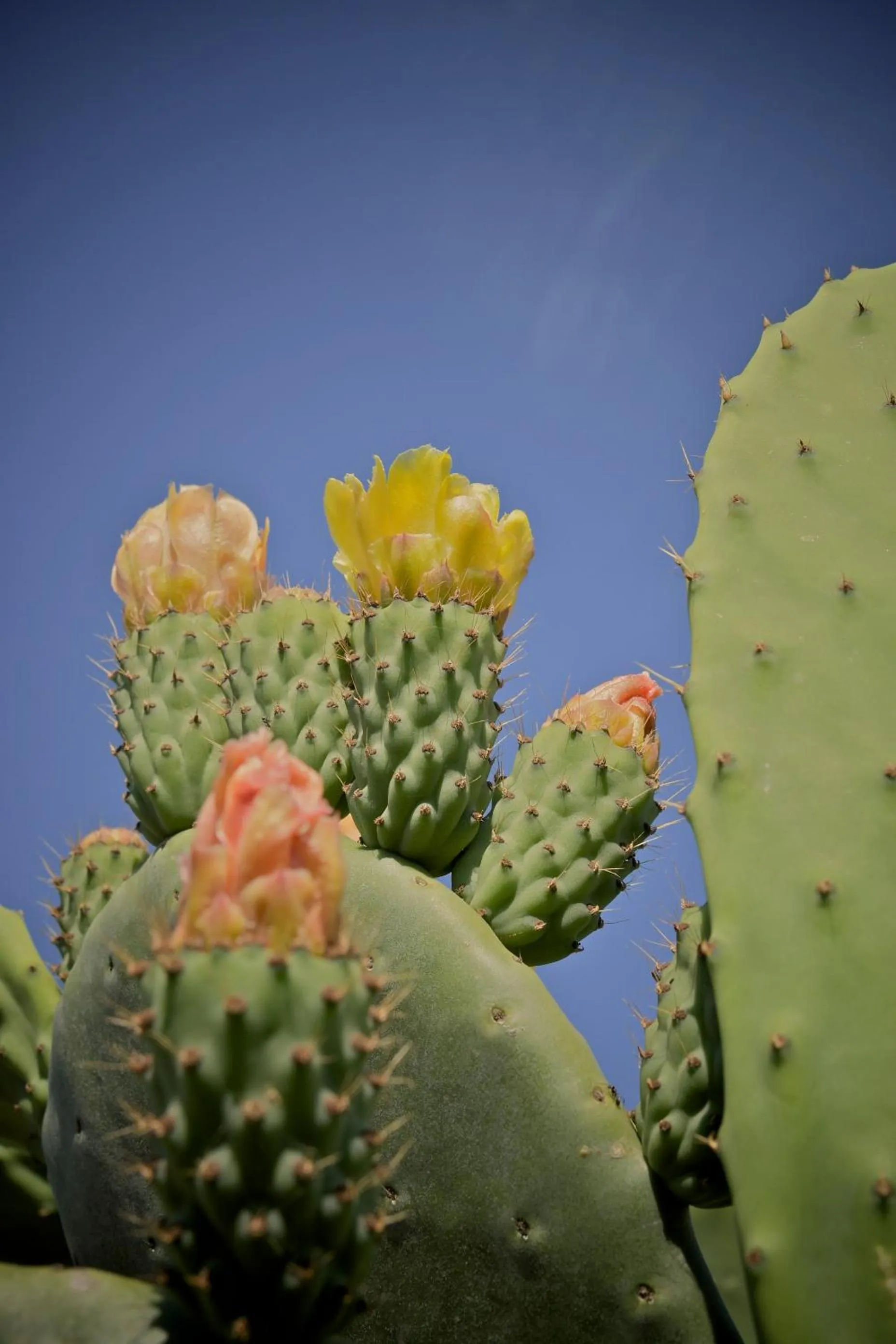 Natural landscape in B&B CASA CALETA
