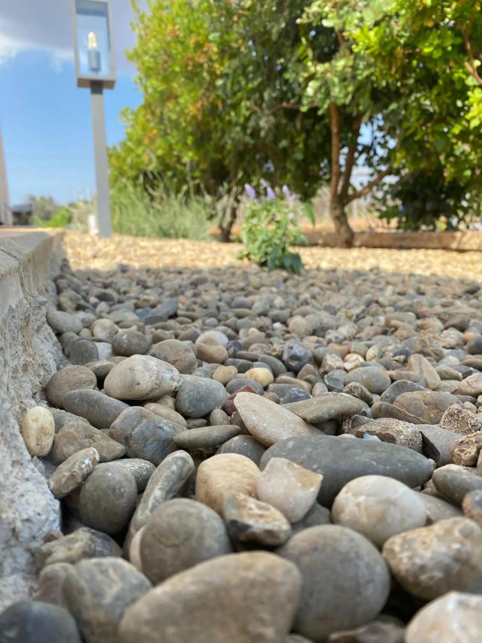 Garden in B&B CASA CALETA