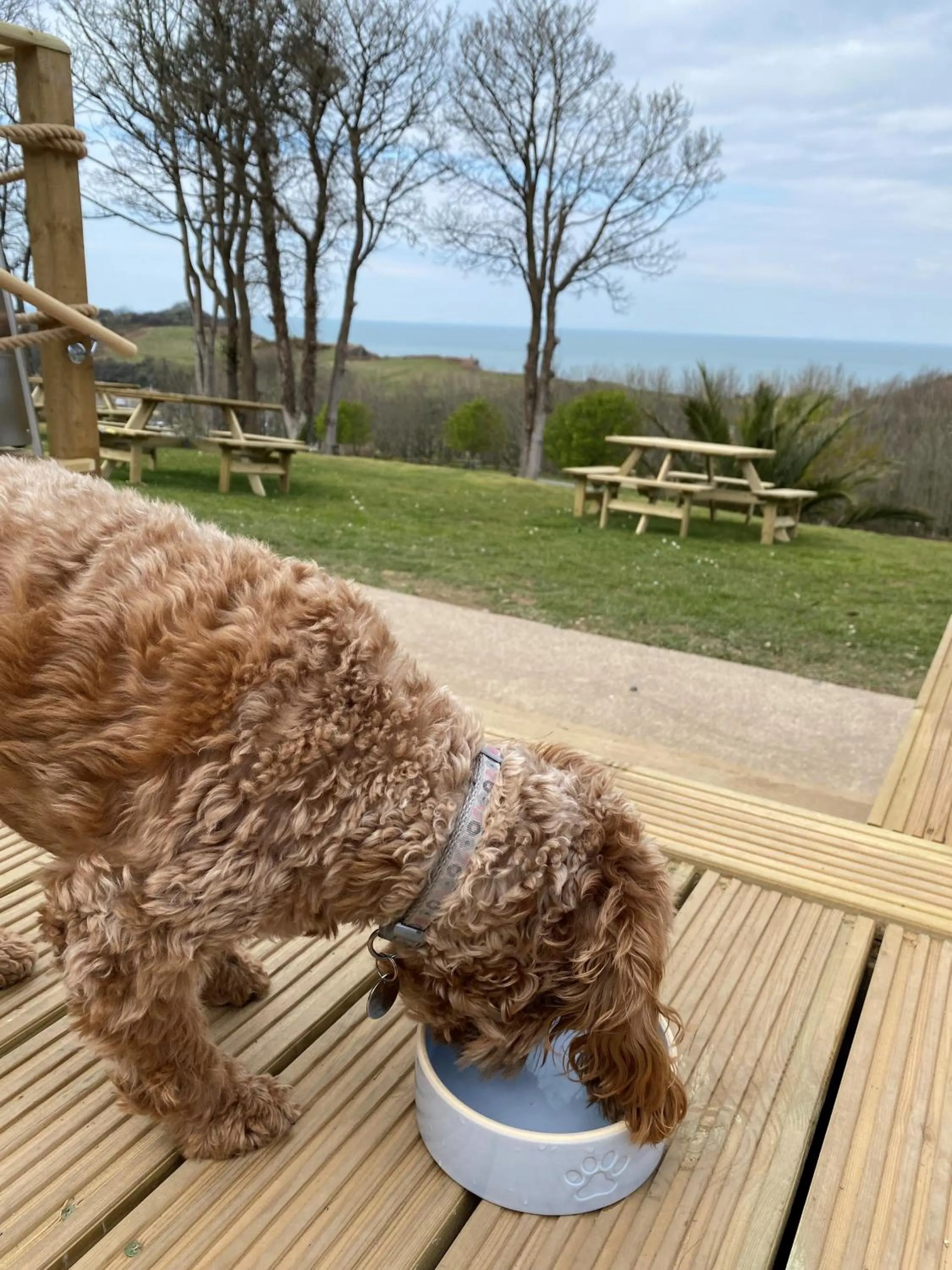 Pets in Watermouth Lodges