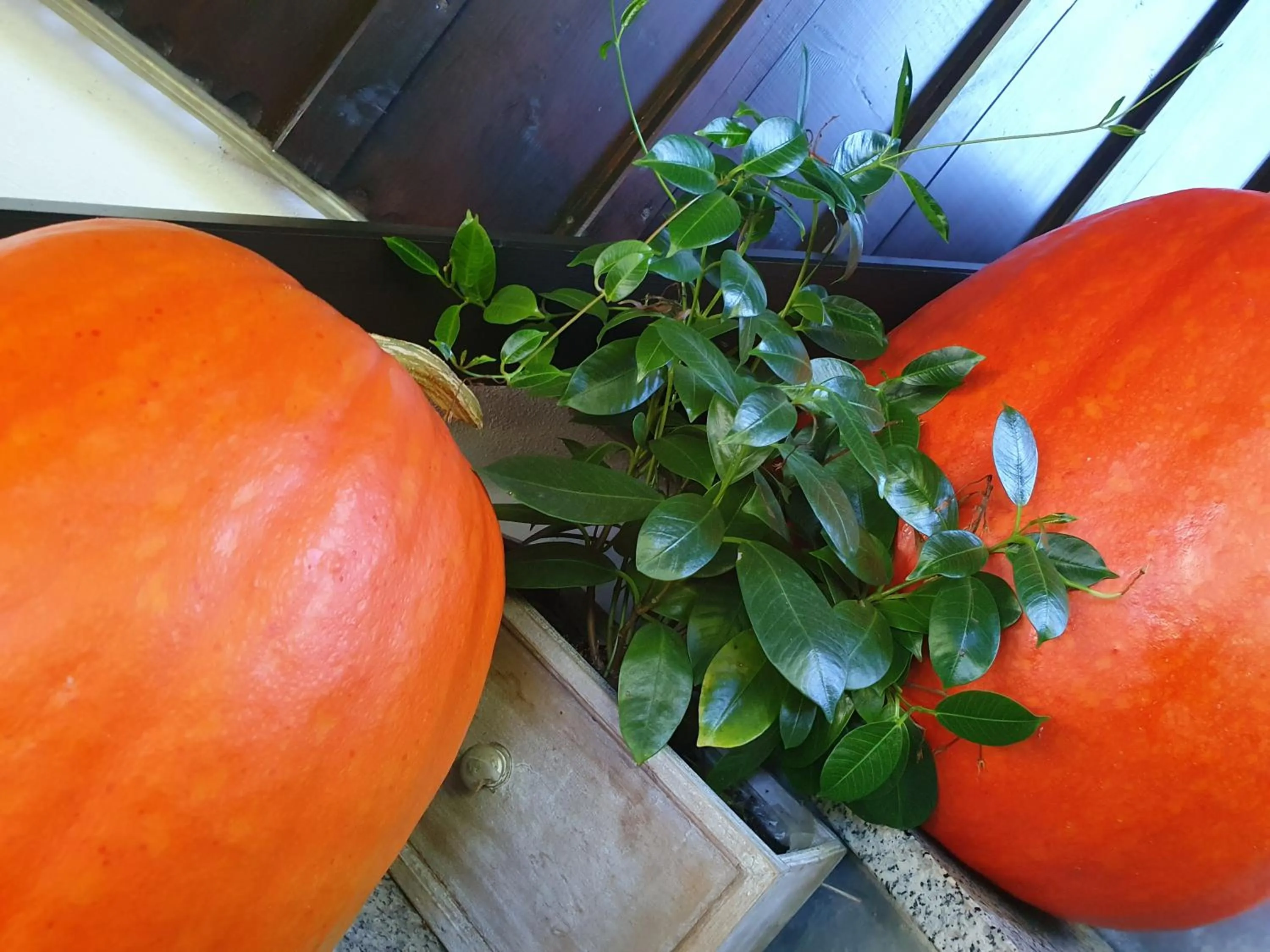 Restaurant/places to eat in Gasthof Alte Schmiede G*** Lückendorf