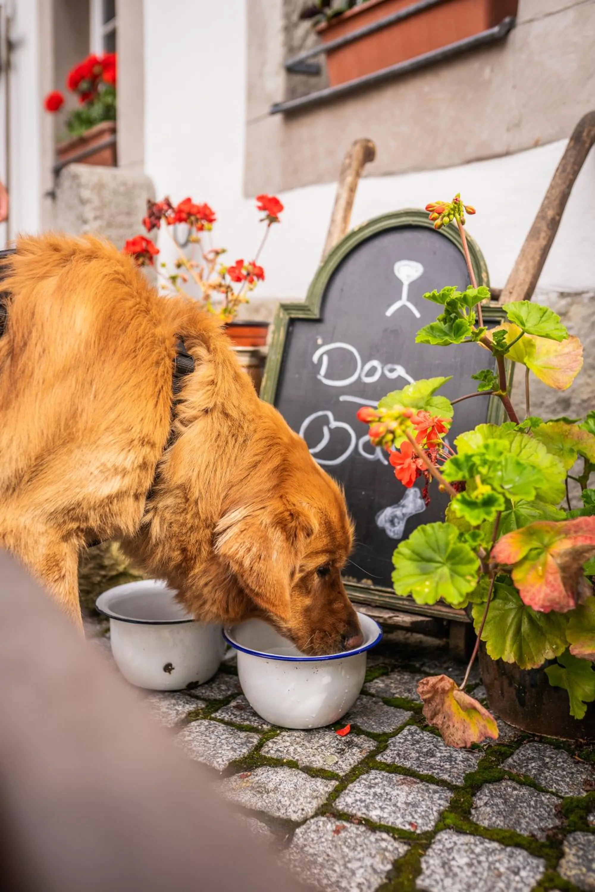 Pets in Gasthof Alte Schmiede G*** Lückendorf