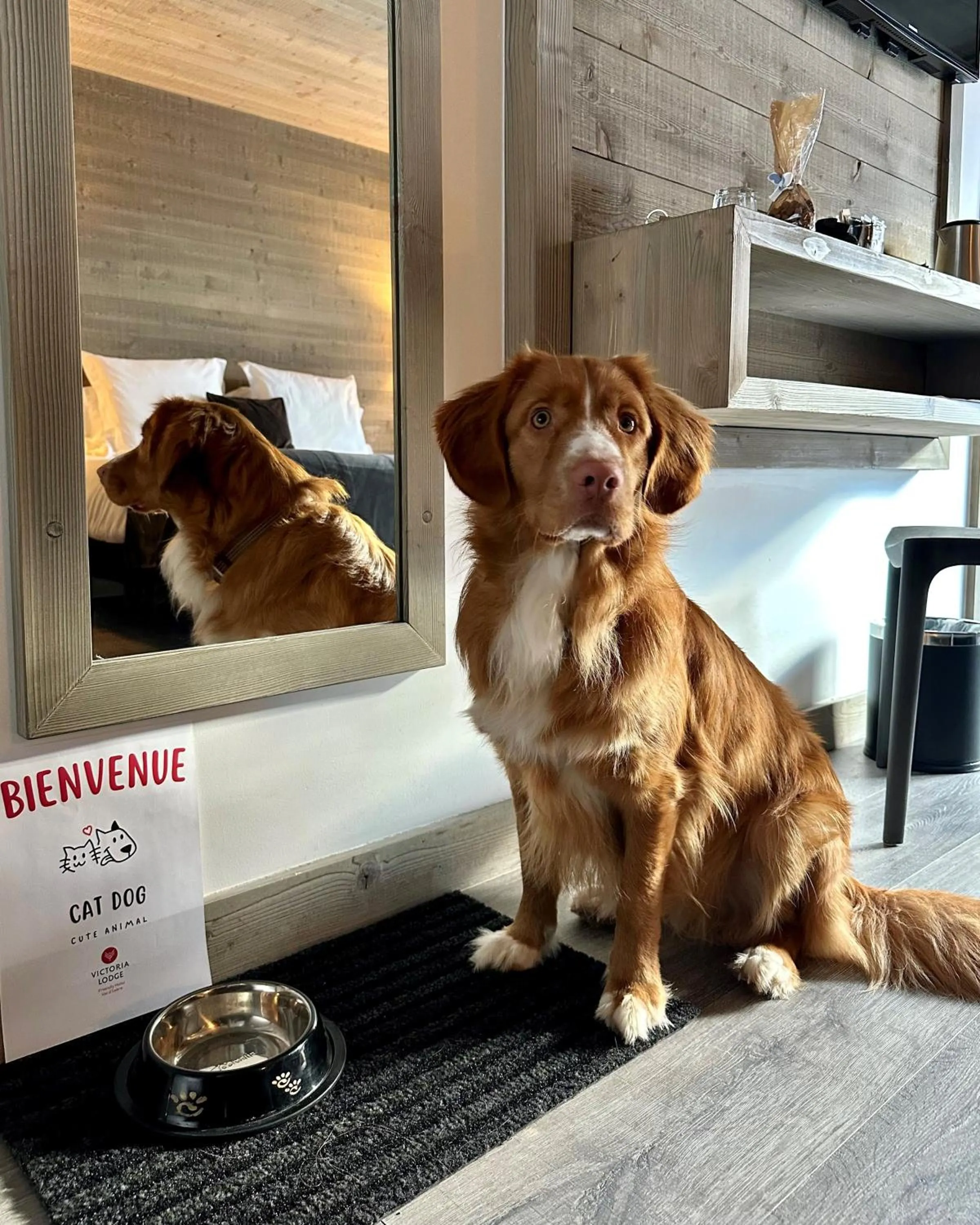 Animals in Victoria Lodge, Friendly Hotel