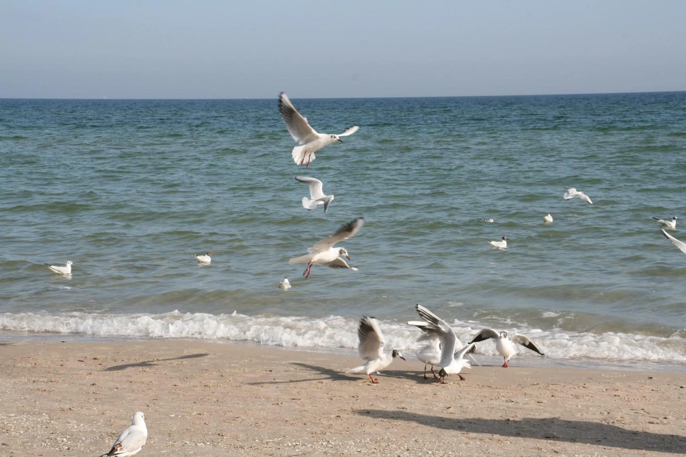 Beach in Landhotel Ostseetraum & Fewo
