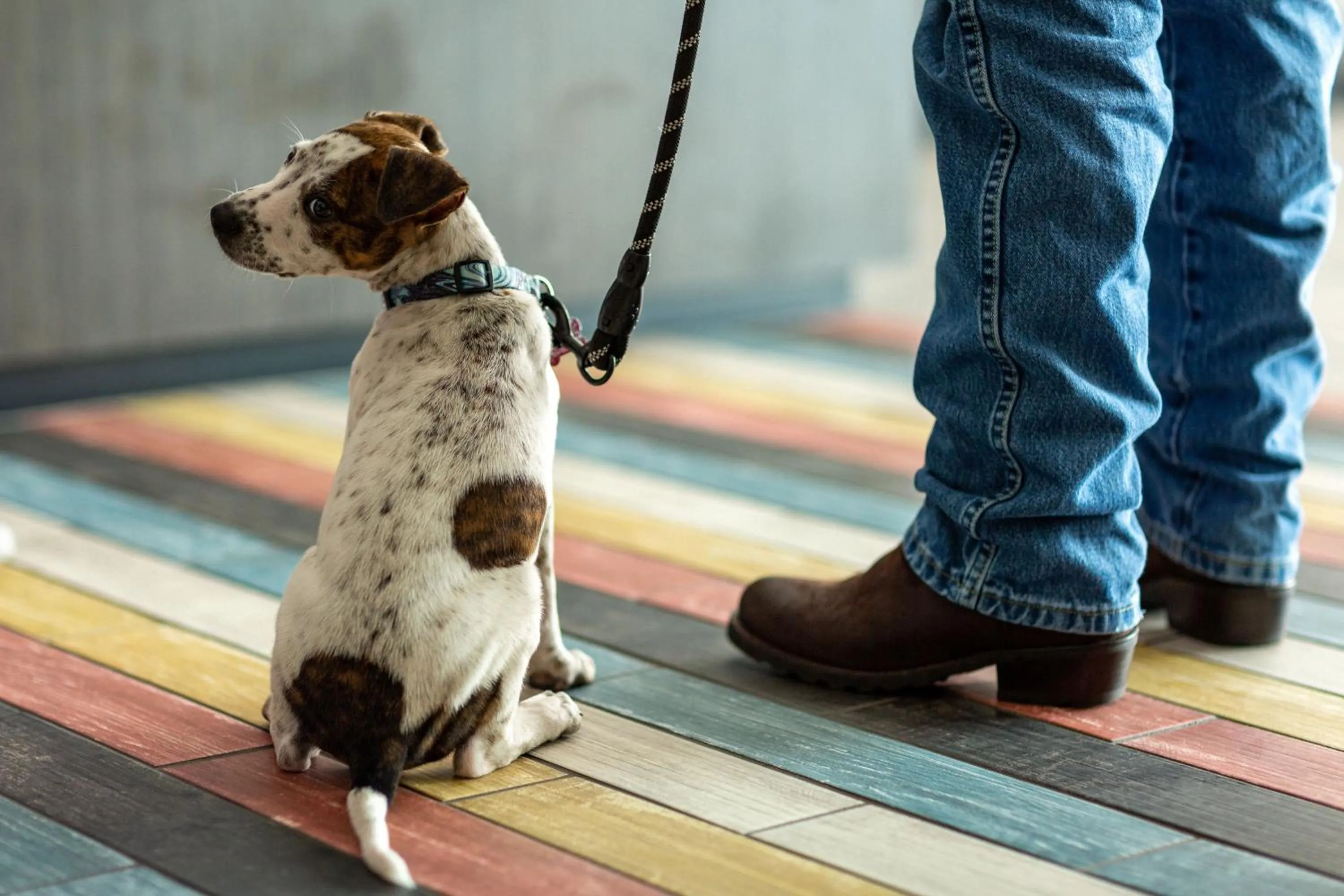 pet friendly in Motel 6 Brookhaven, Ms