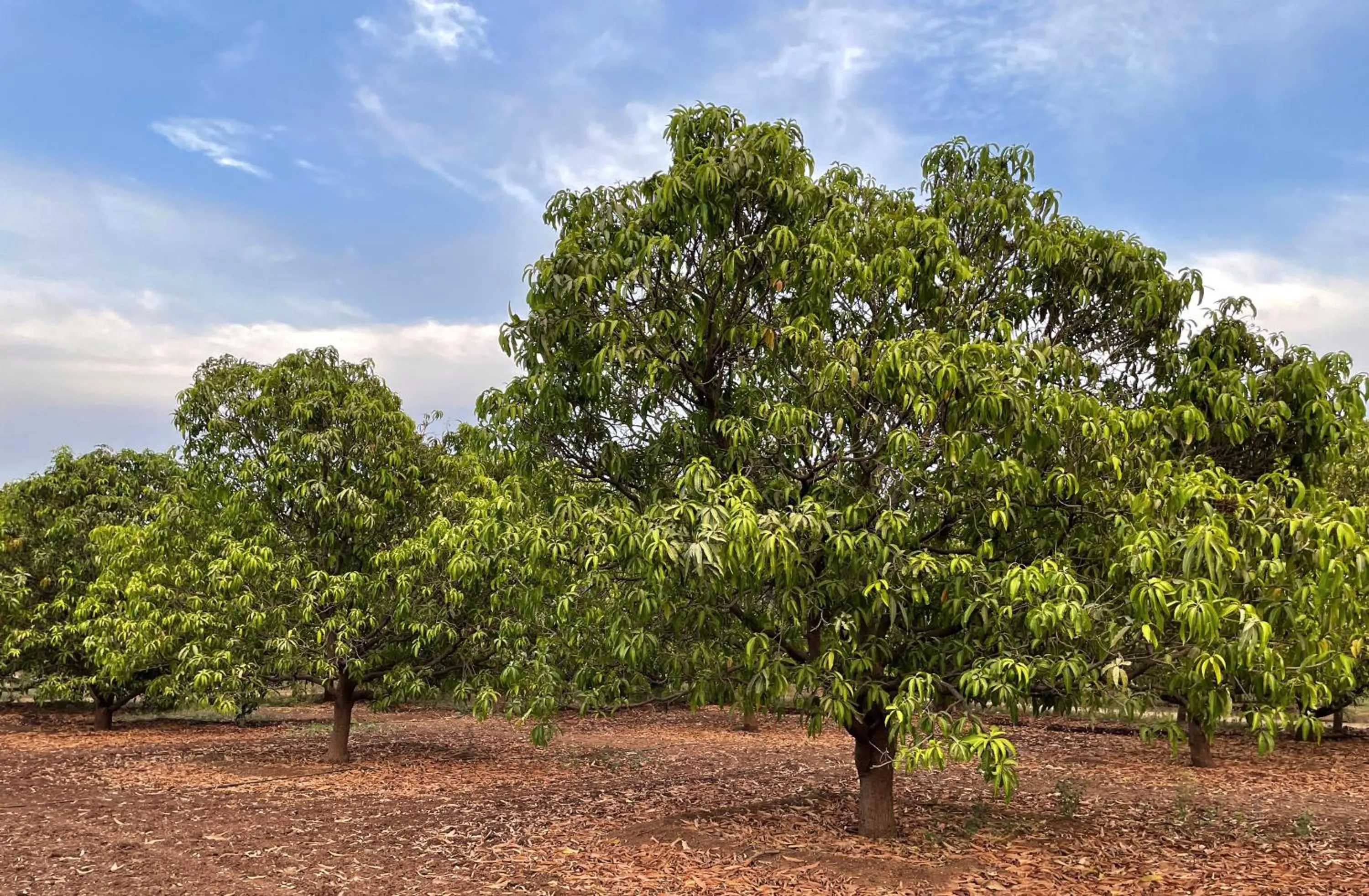 Property building in The Postcard Gir Wildlife Sanctuary