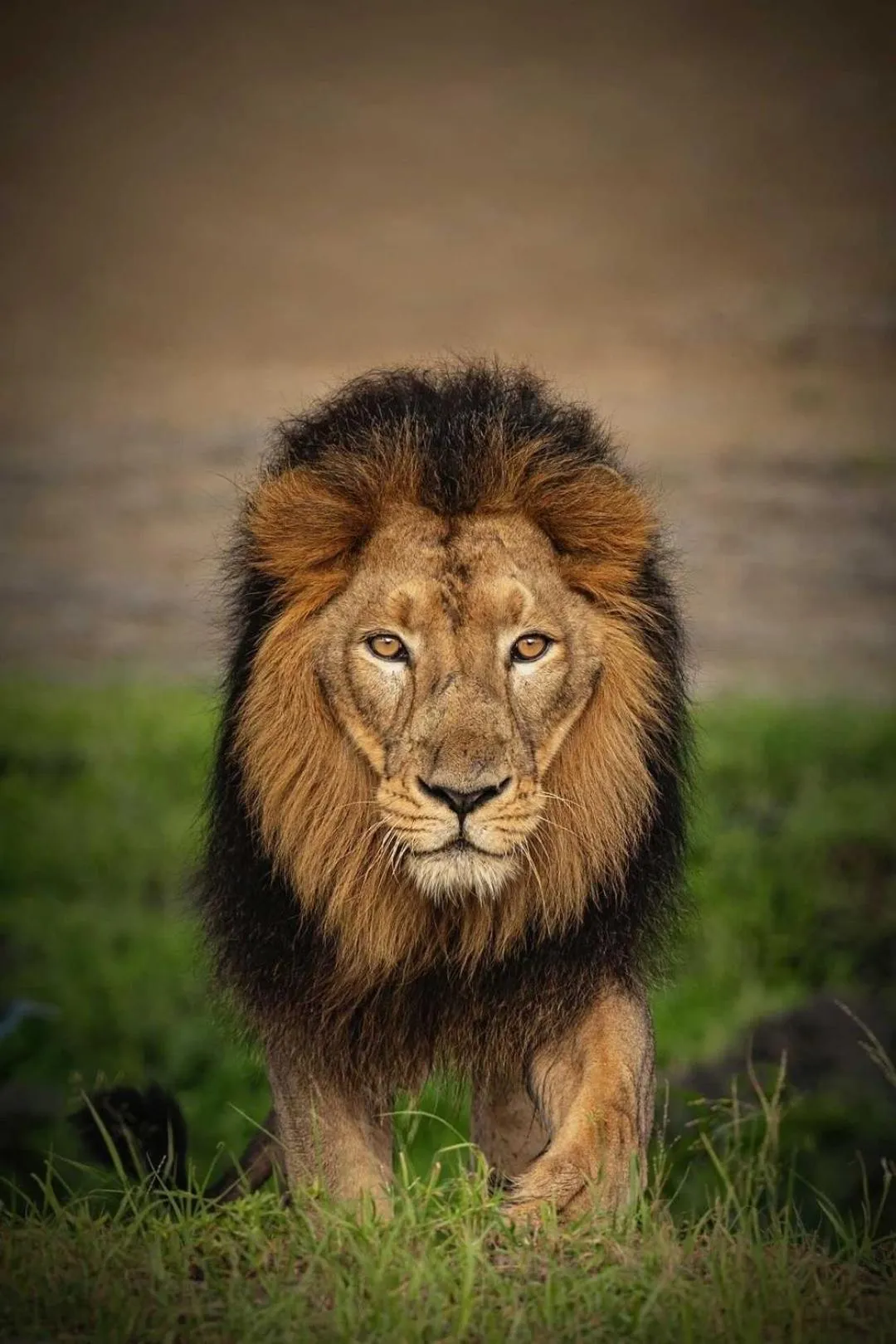 Activities in The Postcard Gir Wildlife Sanctuary