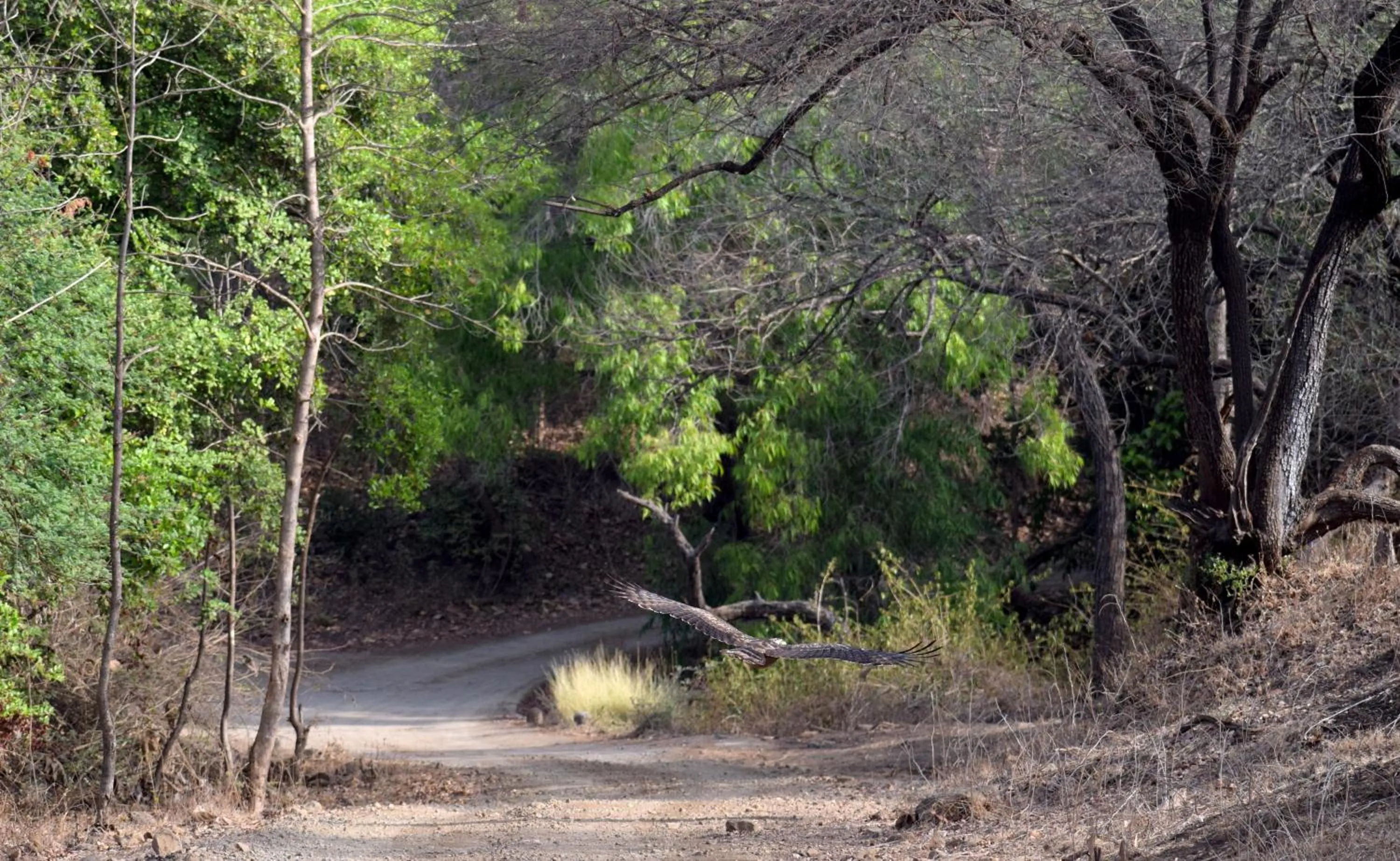 Activities in The Postcard Gir Wildlife Sanctuary