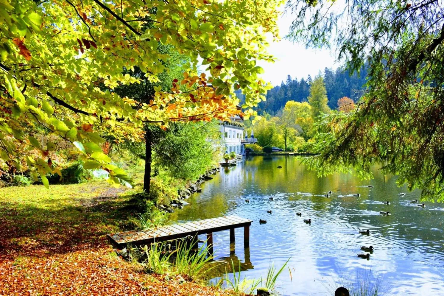 Food and drinks in Hotel Langenwaldsee