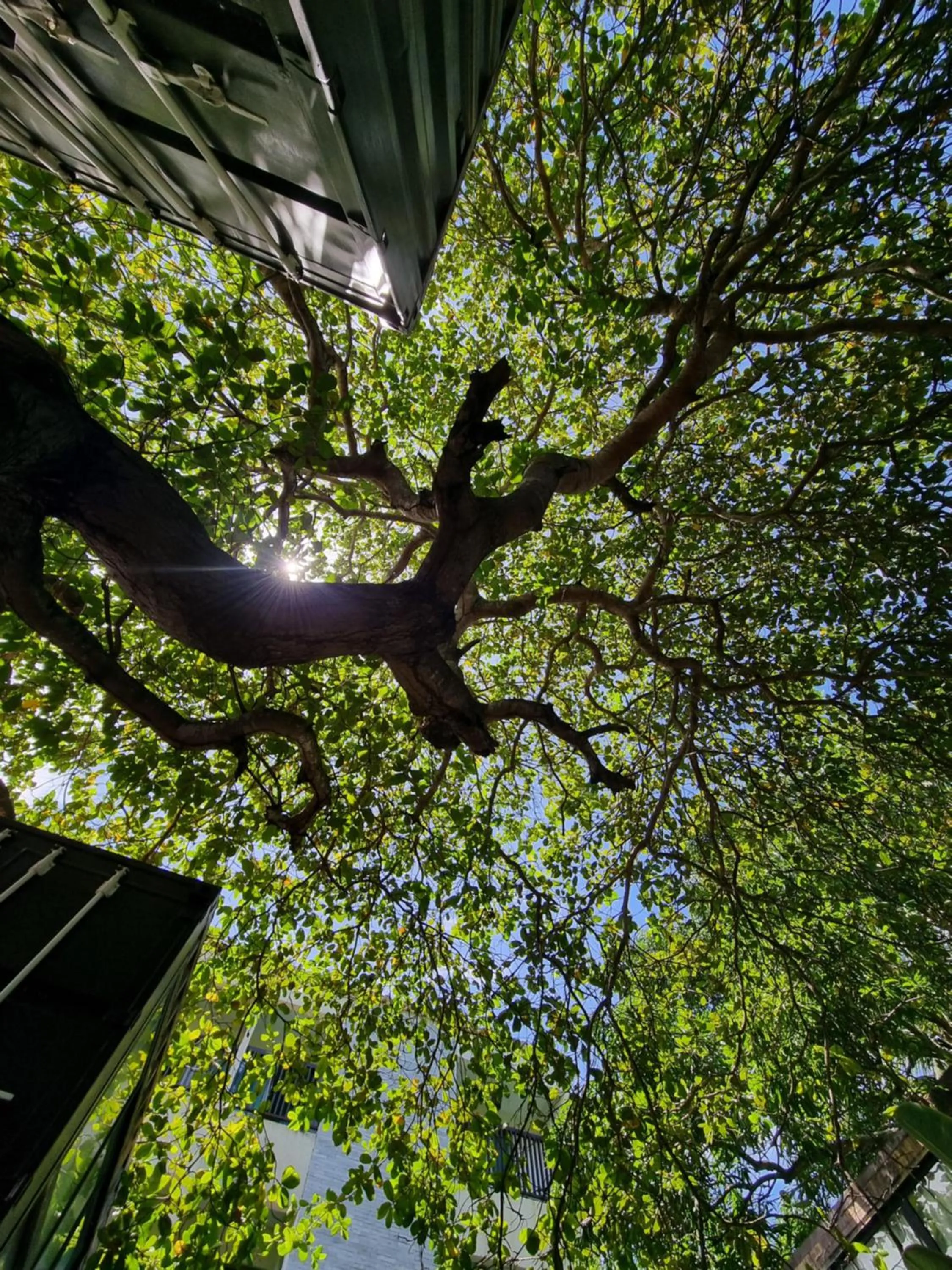Garden in Pousada Unaí