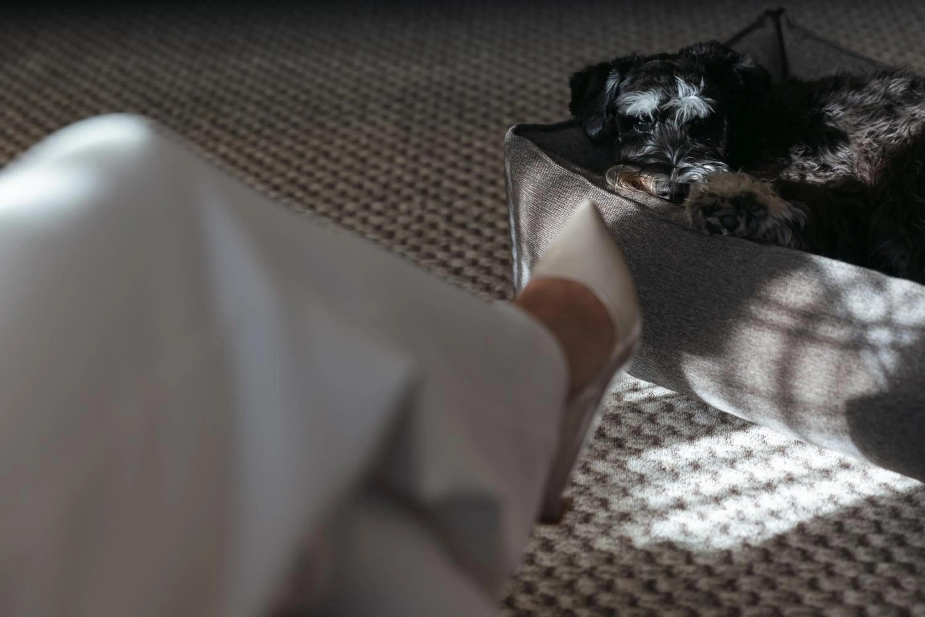 Pets in Hotel Lindauer Hof