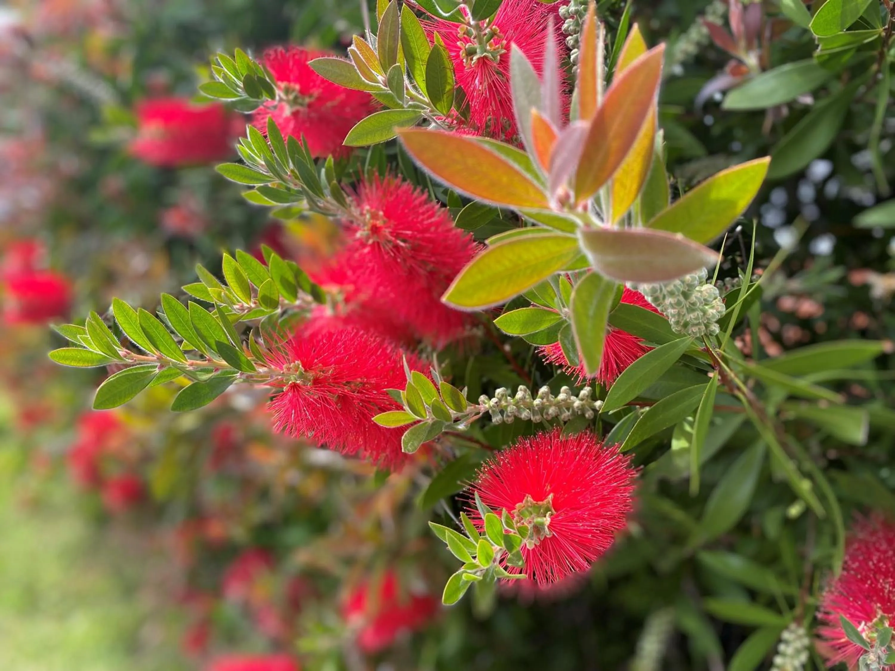 Garden view in Ibis Budget Bilbao Arrigorriaga