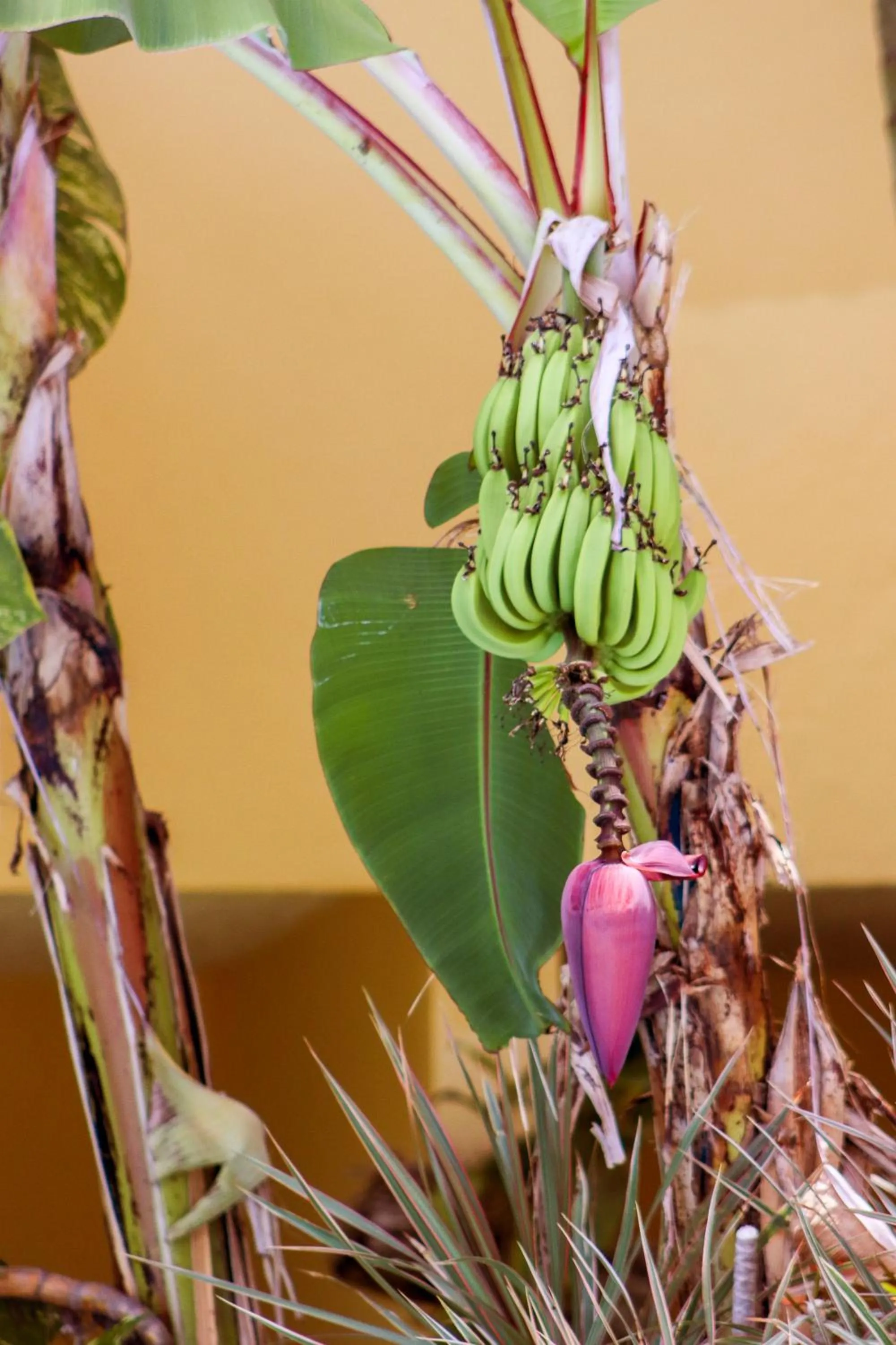 Garden in Hotel Palmeras