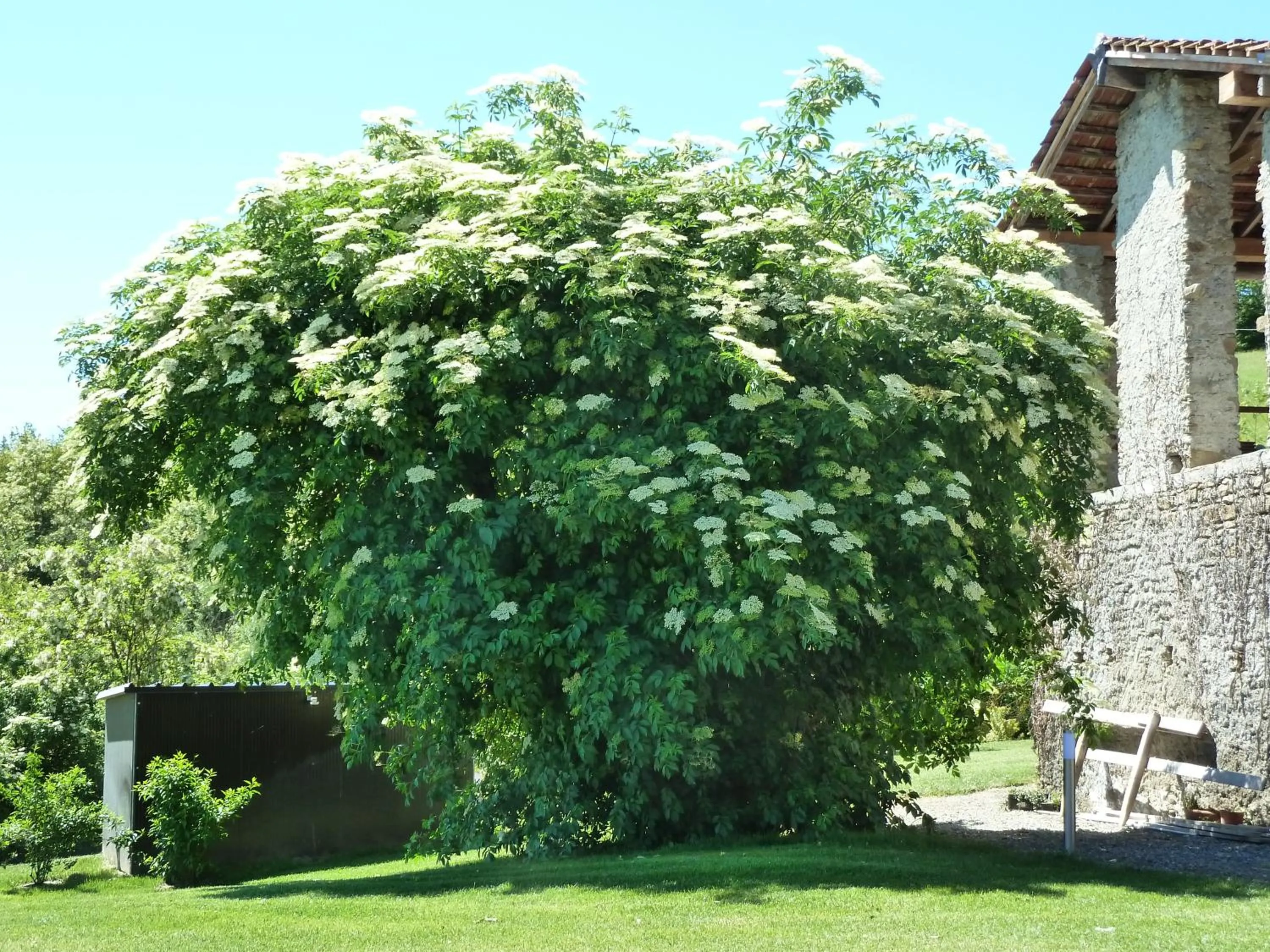 Garden in Il Sambuco Innamorato