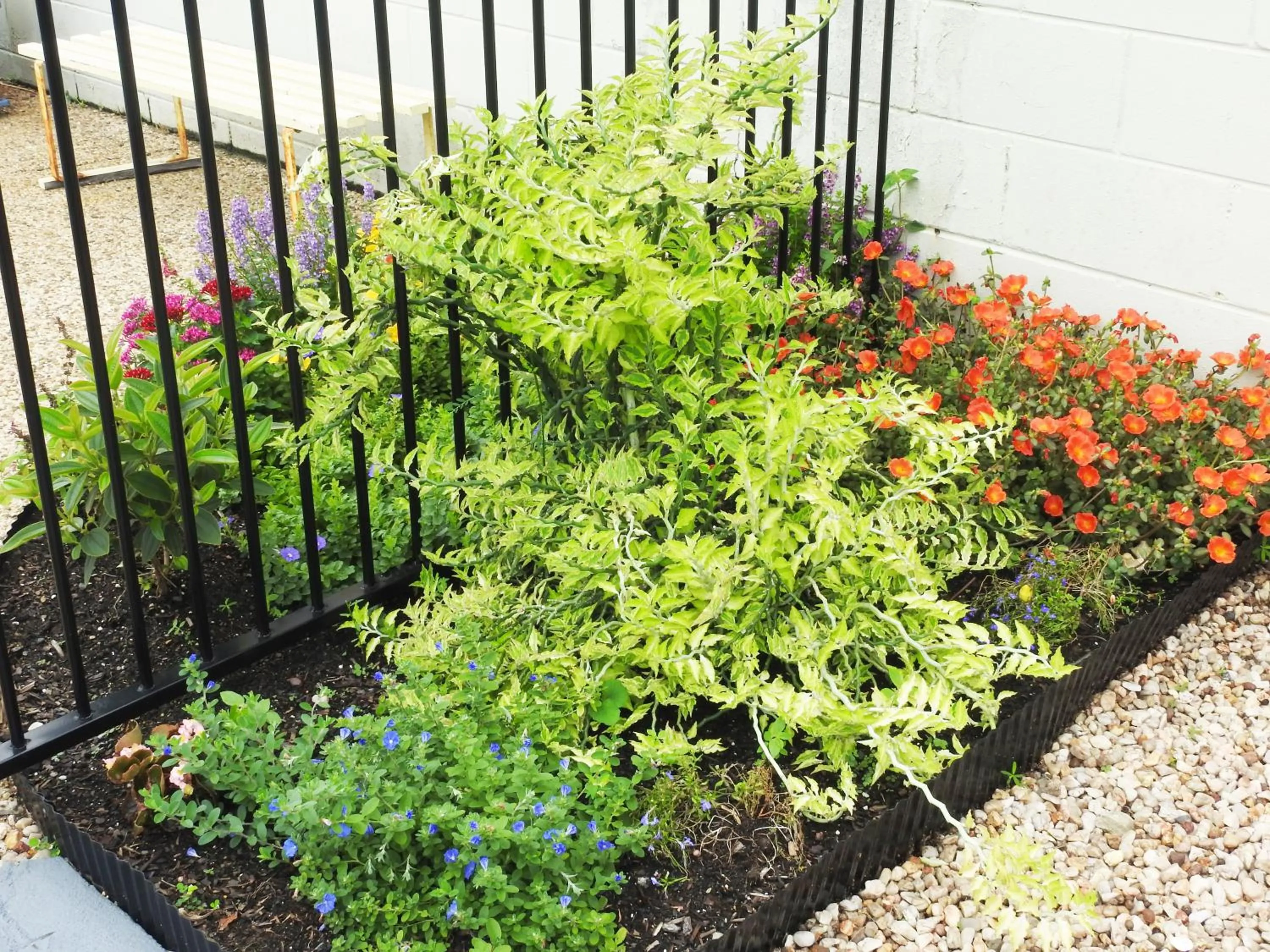 Garden in Tropic Coast Motel