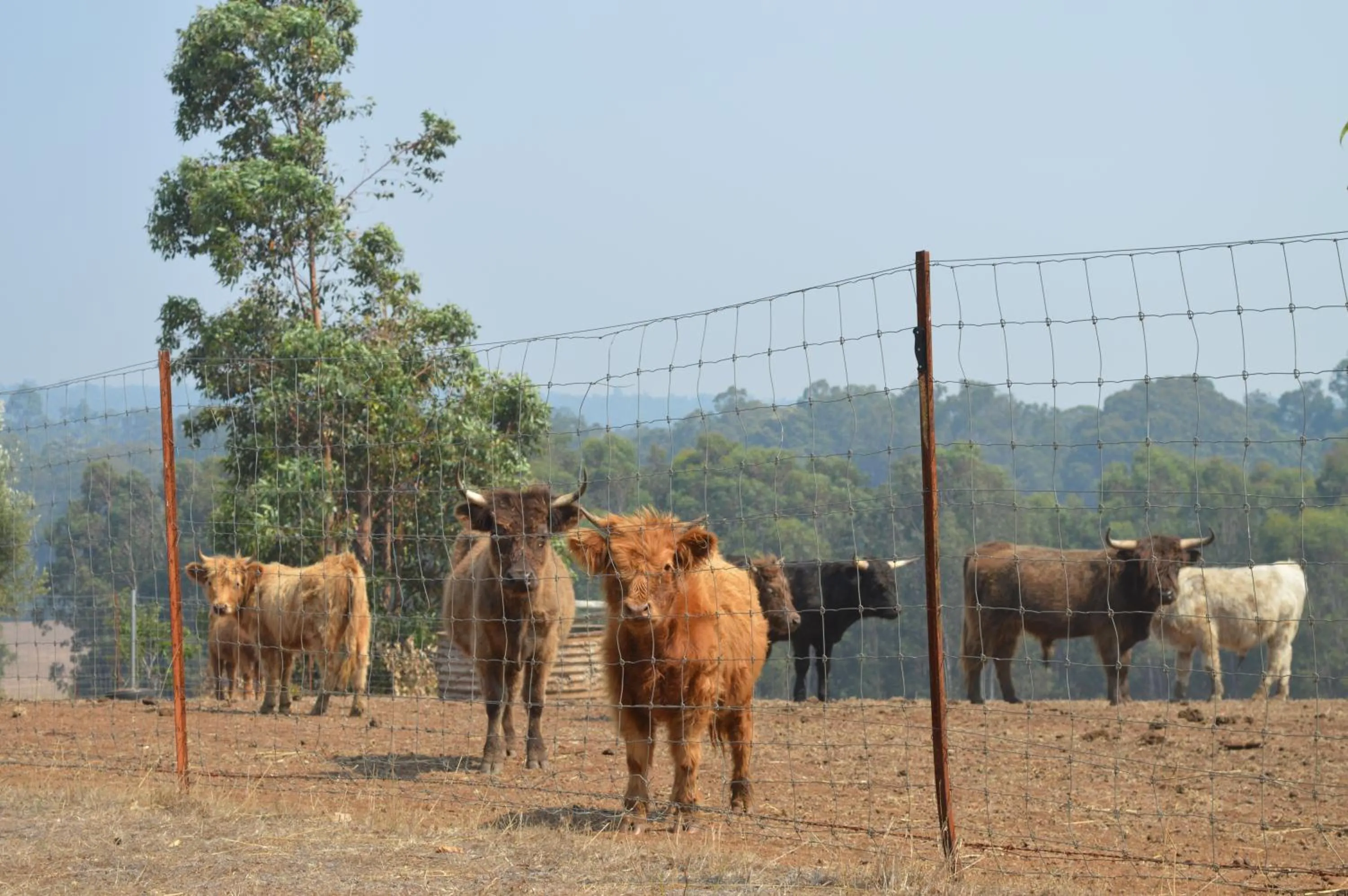 Pets in Jarrah Glen Cabins