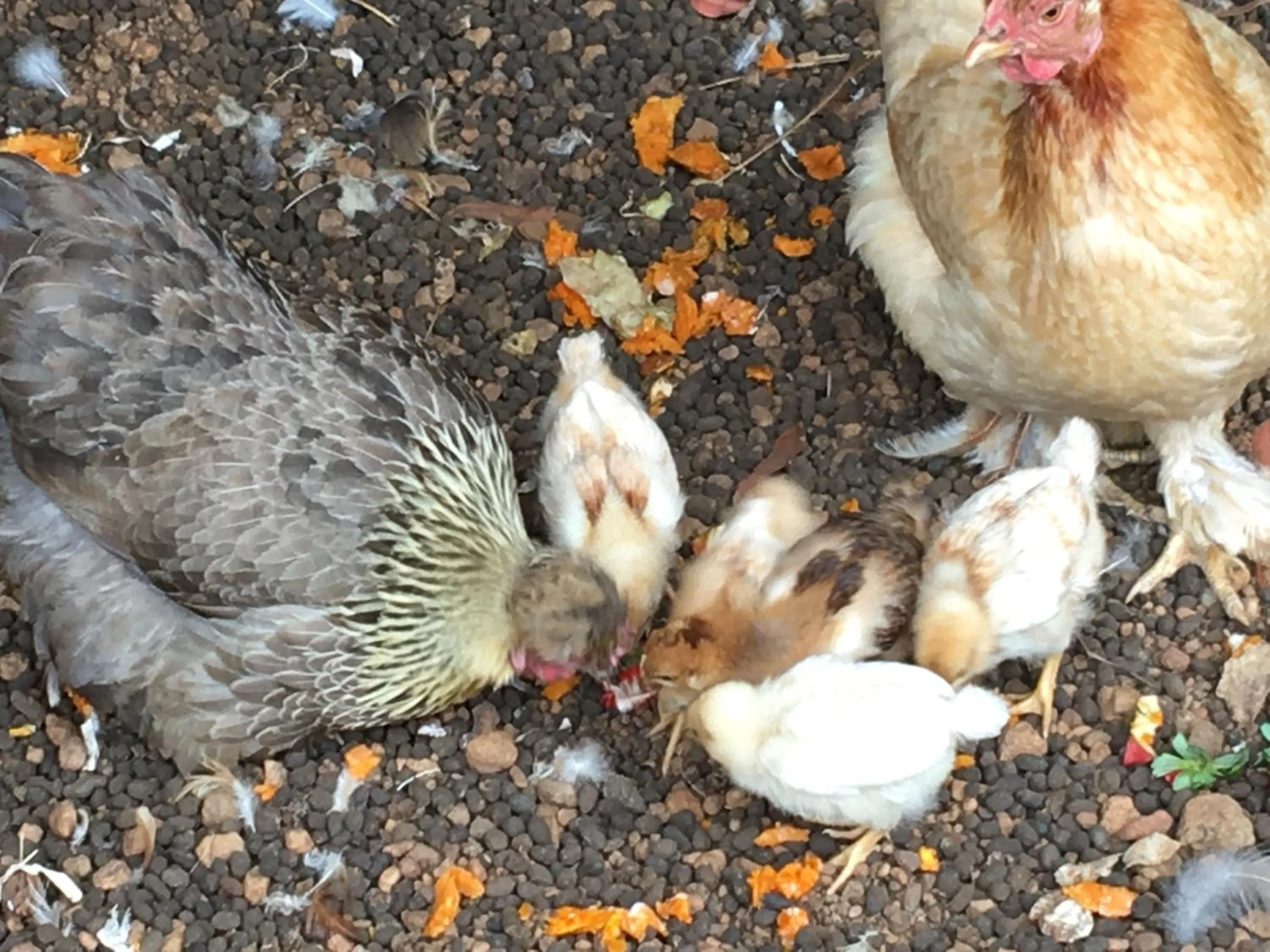 Pets in Jarrah Glen Cabins