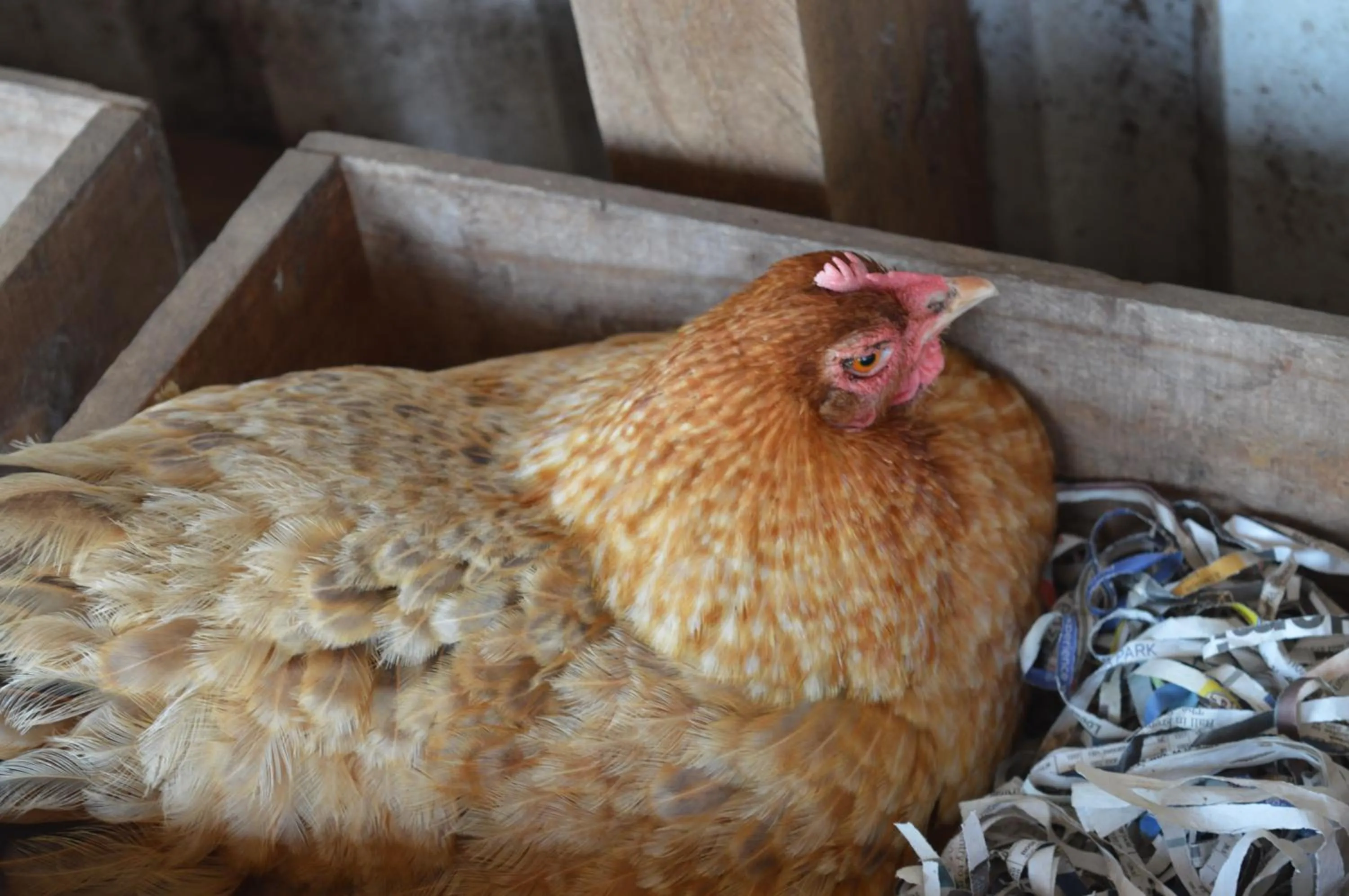 Pets in Jarrah Glen Cabins